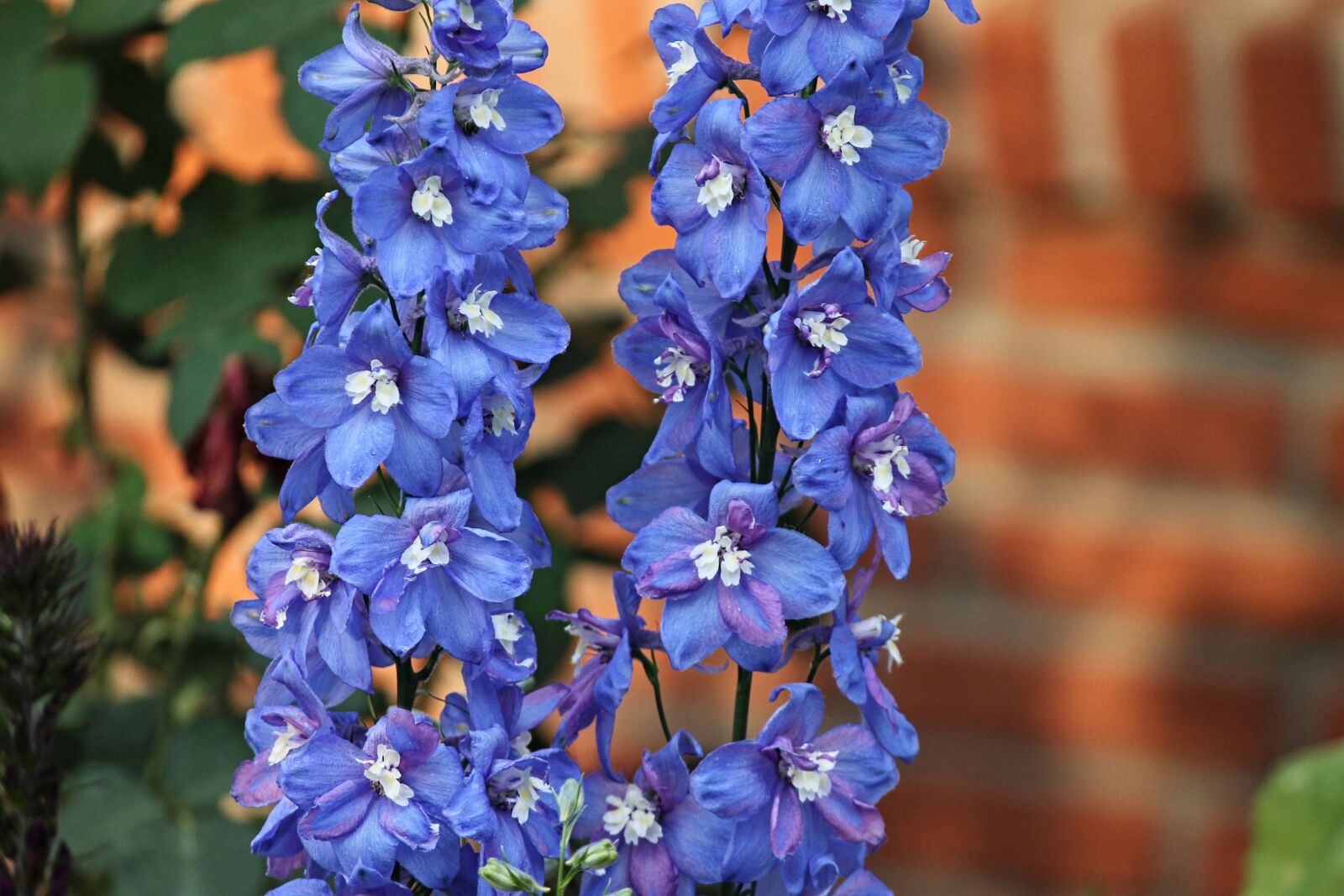 Canon EOS 1100D (EOS Rebel T3 / EOS Kiss X50) sample photo. Larkspur, blue, flower photography