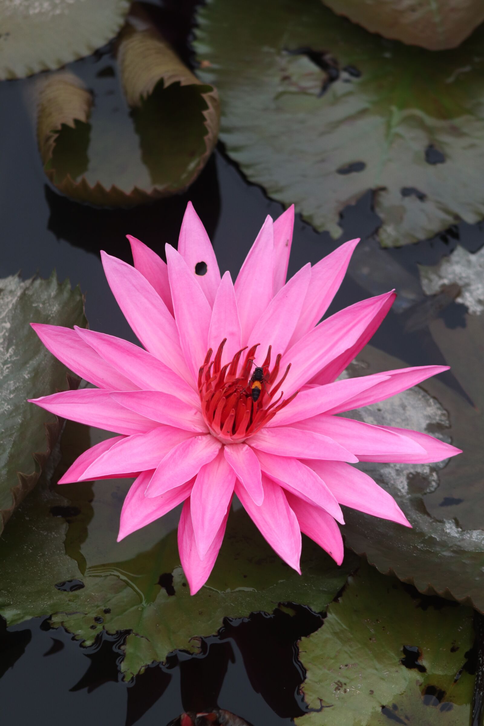 Canon EOS 800D (EOS Rebel T7i / EOS Kiss X9i) sample photo. Lotus, flowers, plants photography