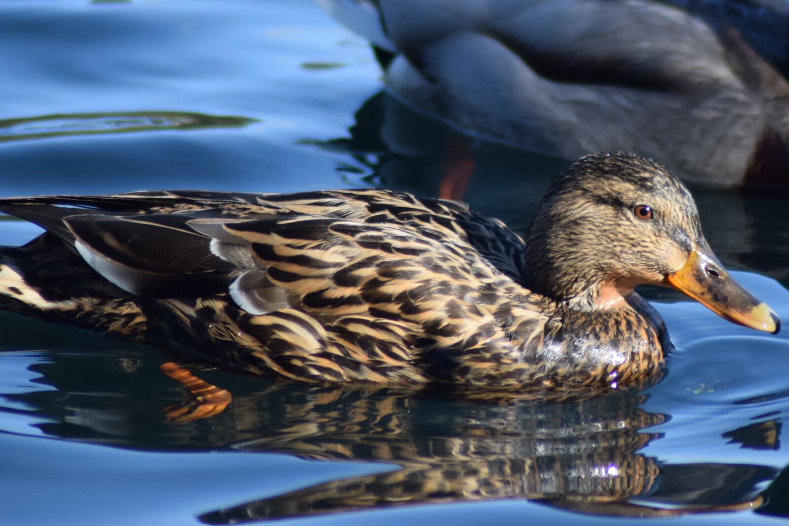 Nikon D5300 sample photo. Duck, bird, pool photography
