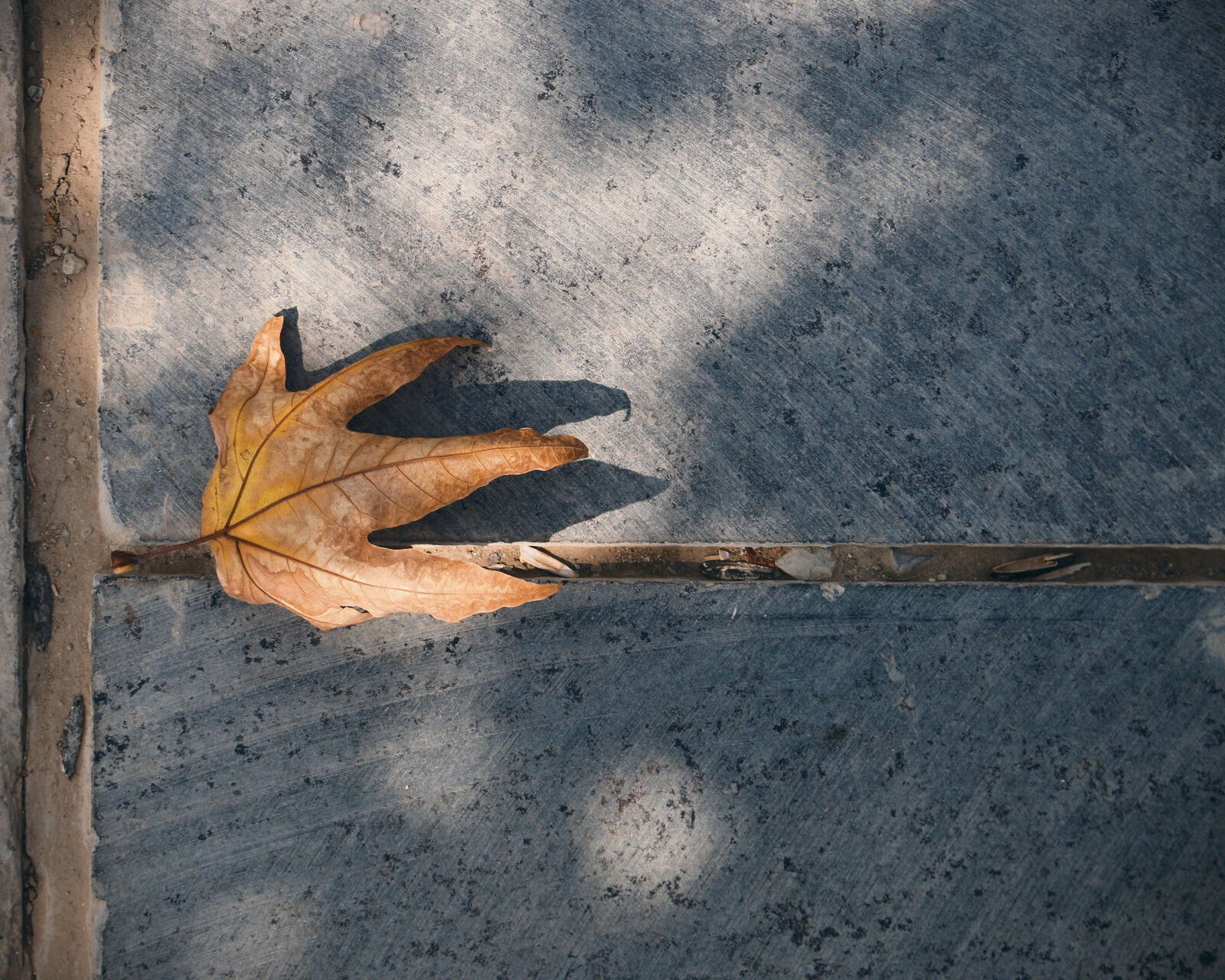 Canon EOS 70D sample photo. Autumn, fall, fall, leaves photography