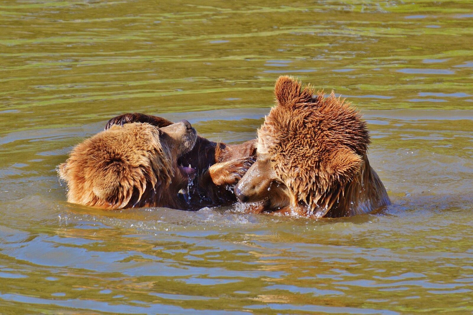 Nikon D3200 sample photo. Bear, wildpark poing, play photography