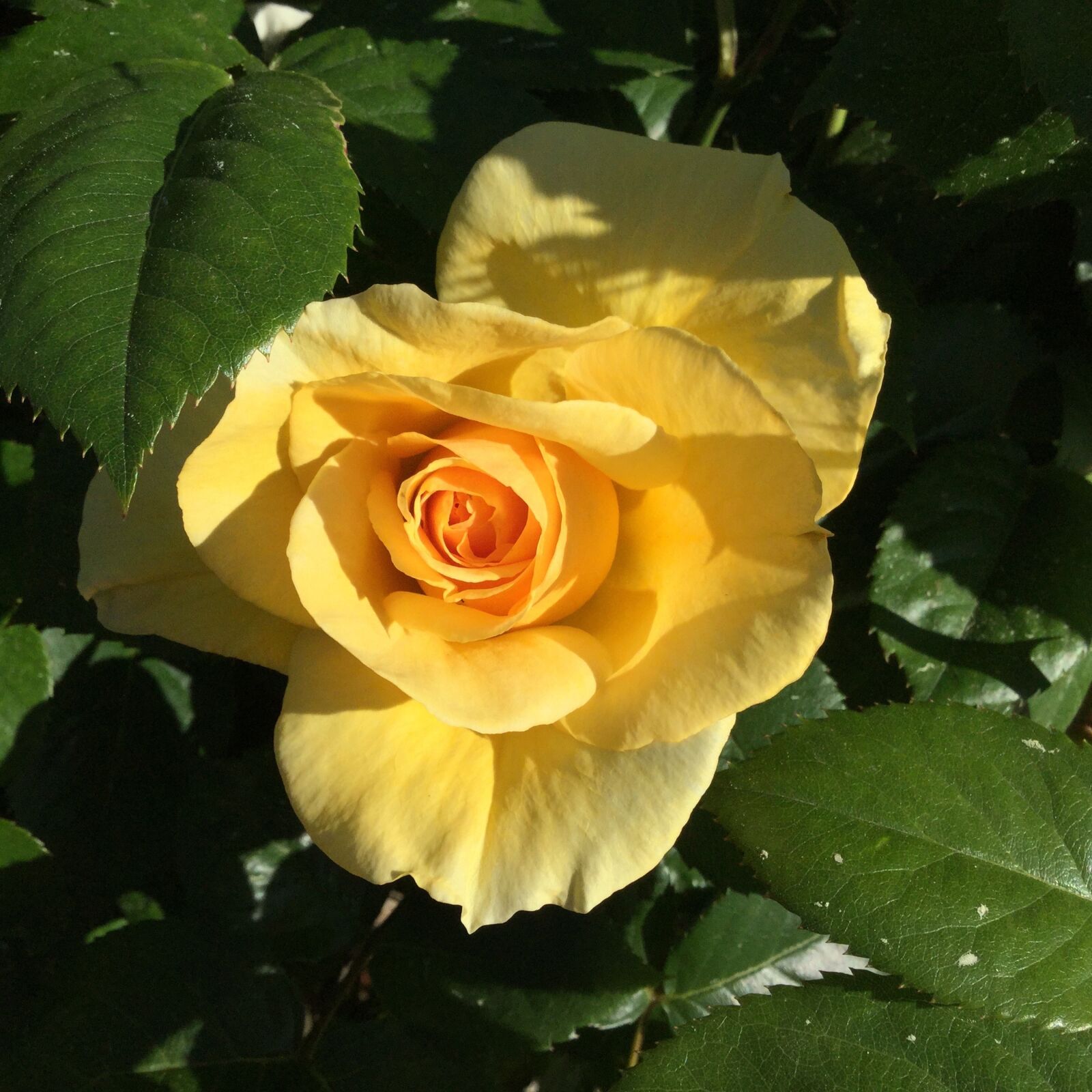 Apple iPod touch sample photo. Yellow, rose, bloom photography