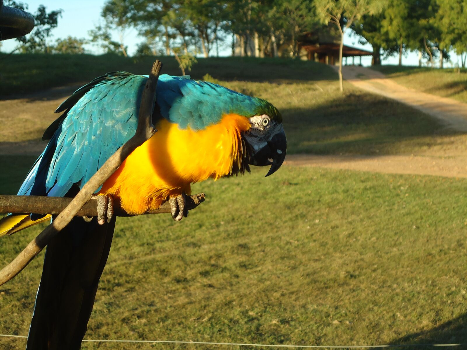 Sony Cyber-shot DSC-W320 sample photo. Blue macaw, yellow macaw photography