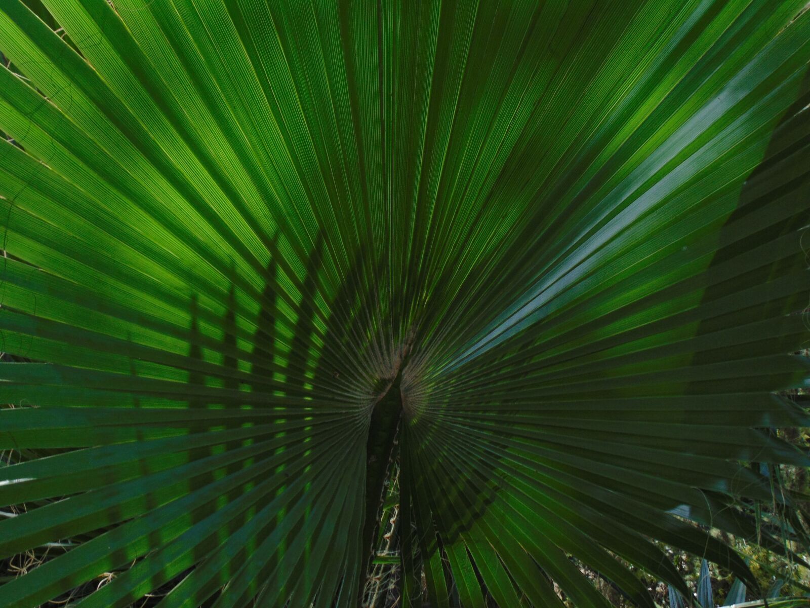 Sony Cyber-shot DSC-H300 sample photo. Palm tree, tree, palma photography