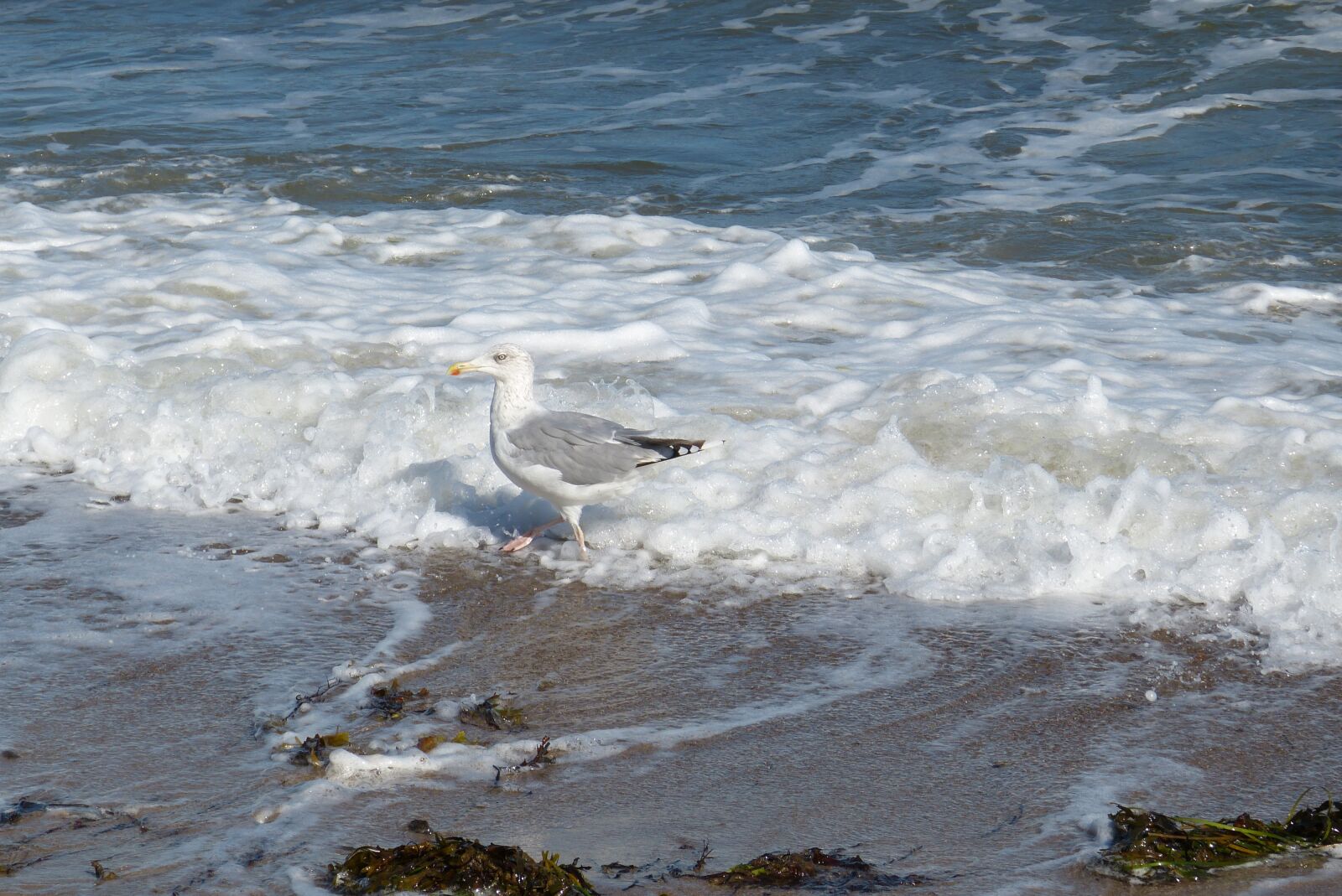 Panasonic Lumix DMC-FZ150 sample photo. Baltic sea, gull, sea photography