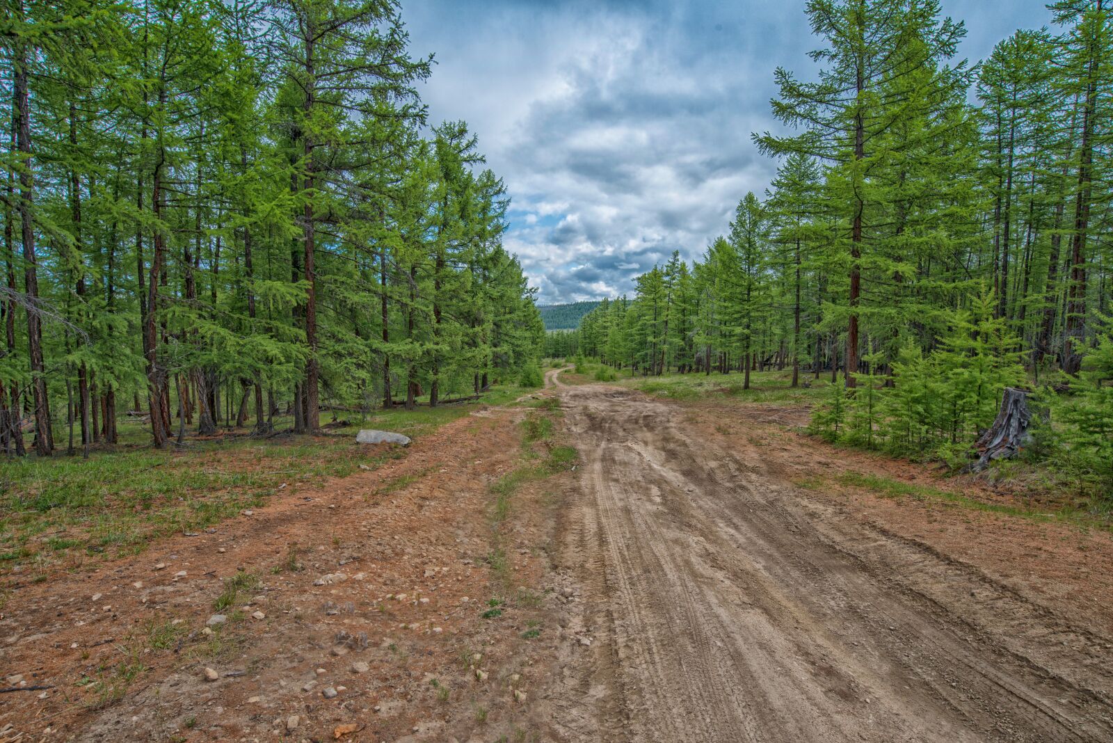 Nikon D800E sample photo. Forest, tiger, national highway photography
