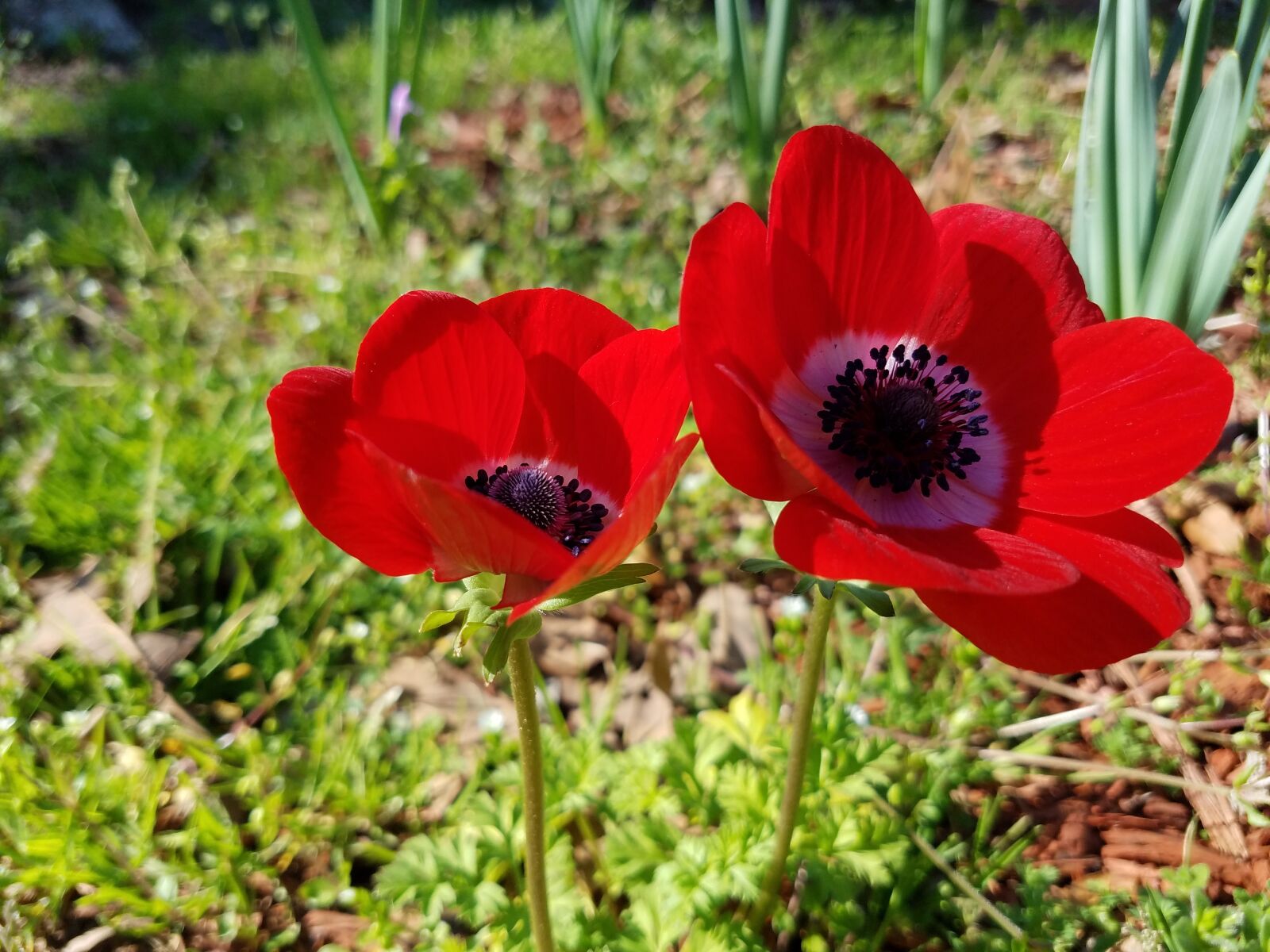 Samsung Galaxy S7 sample photo. Red, flower, bulb photography