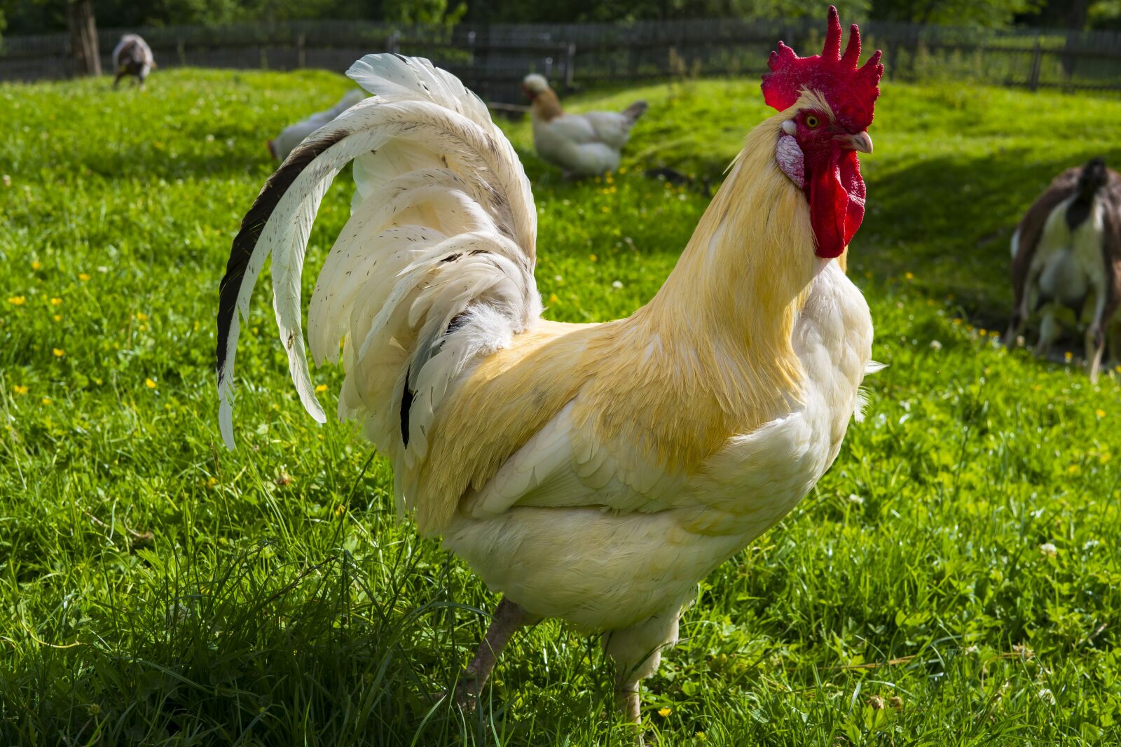 Sony a6300 + Sigma 30mm F2.8 EX DN sample photo. Hahn, gockel, poultry photography