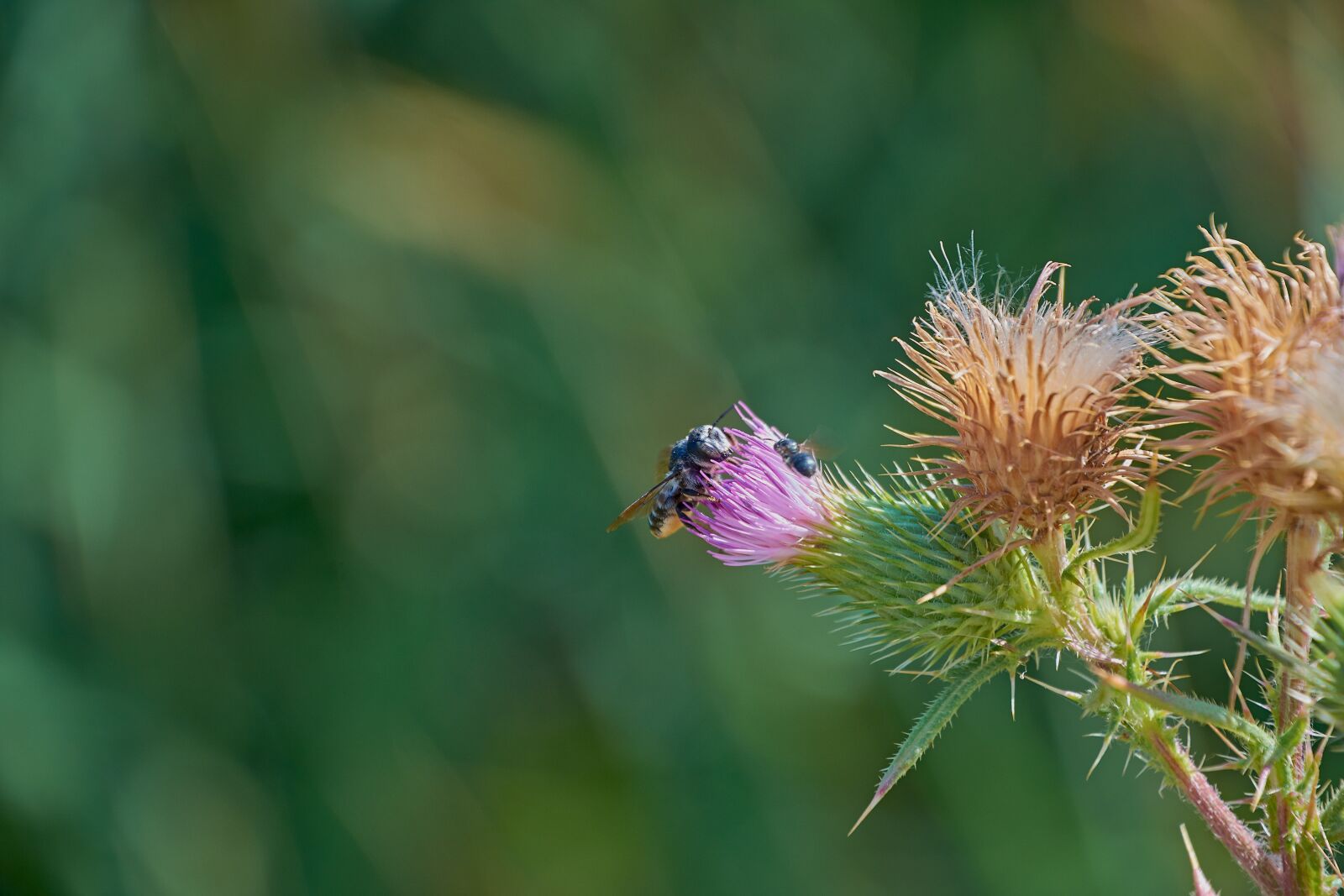 Nikon D7200 sample photo. Flower hawthorn, insect, thistle photography