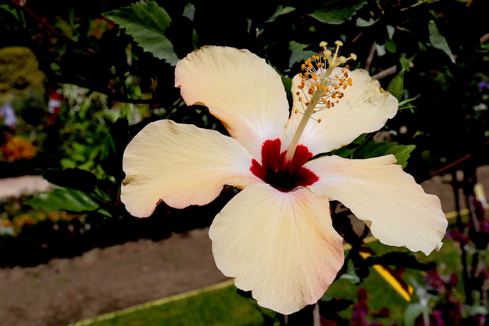 Canon EOS 800D (EOS Rebel T7i / EOS Kiss X9i) sample photo. Hibiscus, flowers, plants photography