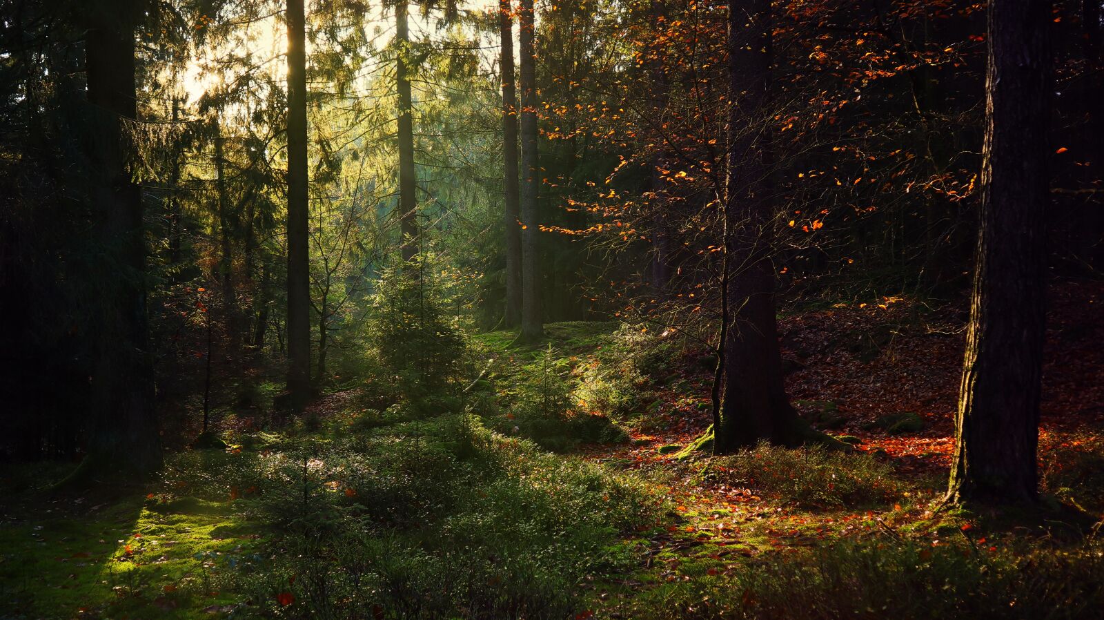 Canon EF-M 15-45mm F3.5-6.3 IS STM sample photo. Forest, sunbeam, nature photography