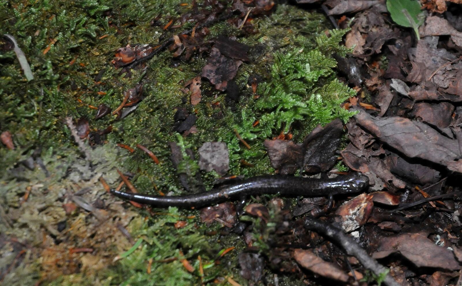 Nikon D300S sample photo. Mountain salamander, animal, forest photography