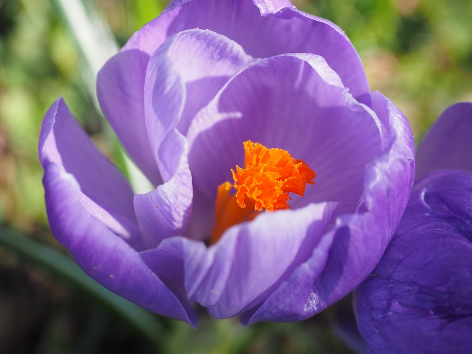 Olympus OM-D E-M1 + Olympus M.Zuiko Digital ED 12-40mm F2.8 Pro sample photo. Stamens, stamp, crocus photography