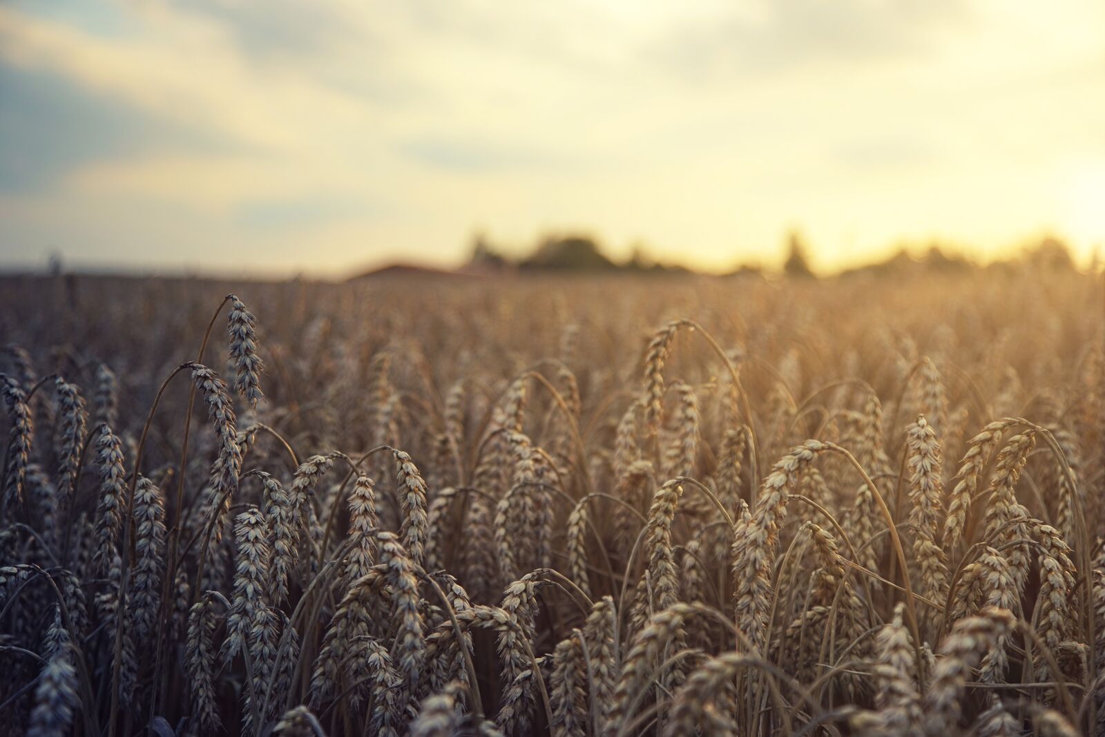 Sony a7 sample photo. Wheat, field, harvest photography