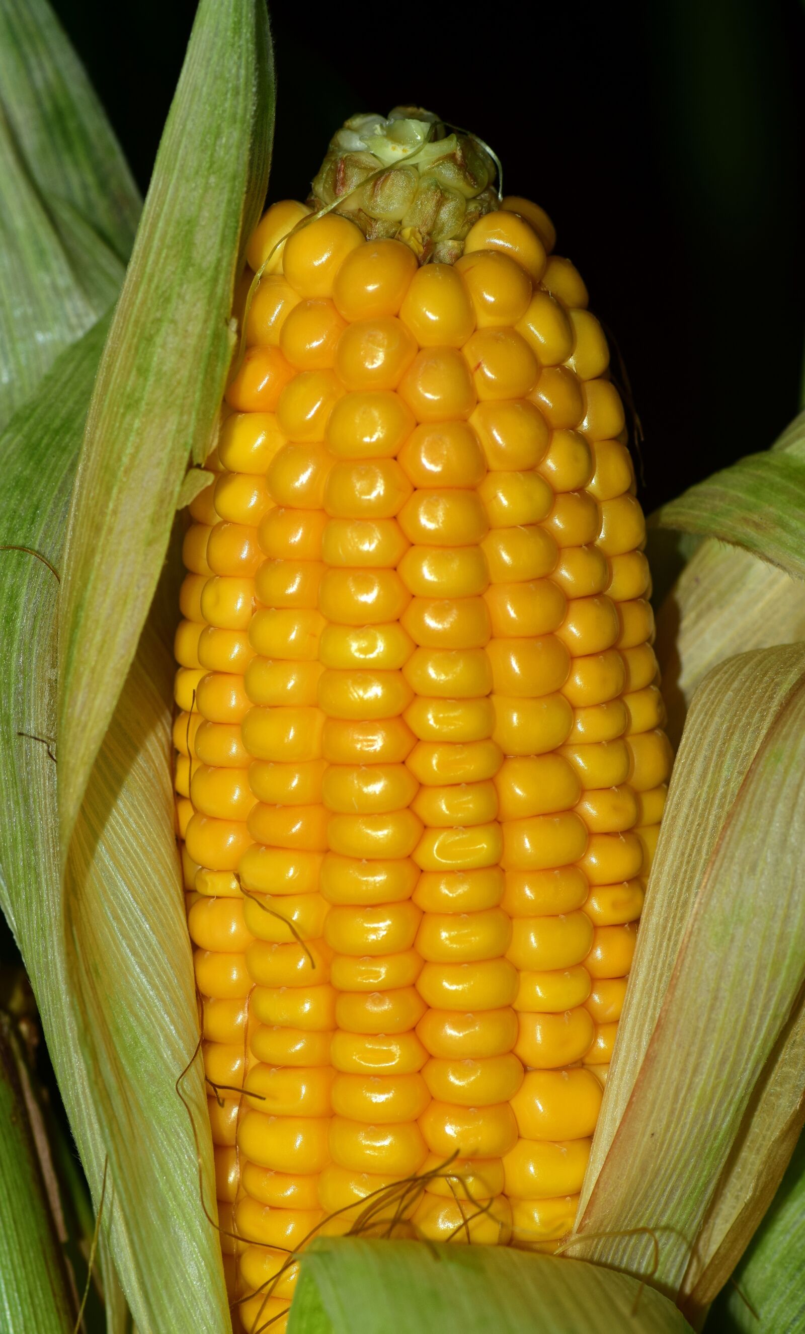 Nikon D3300 sample photo. Corn, corn on the photography