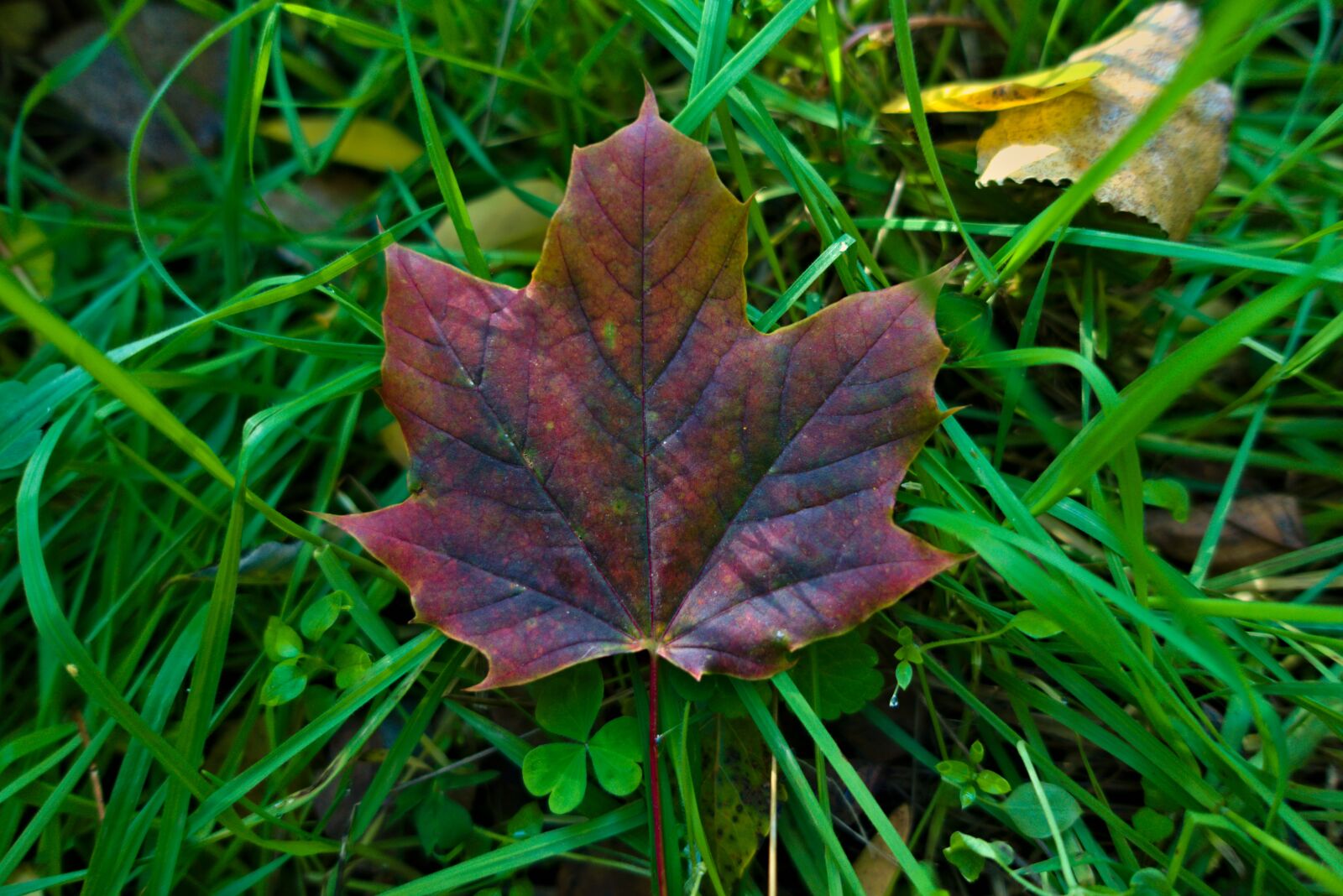 Sony DSC-RX100M5A sample photo. Leaf, maple, fall photography