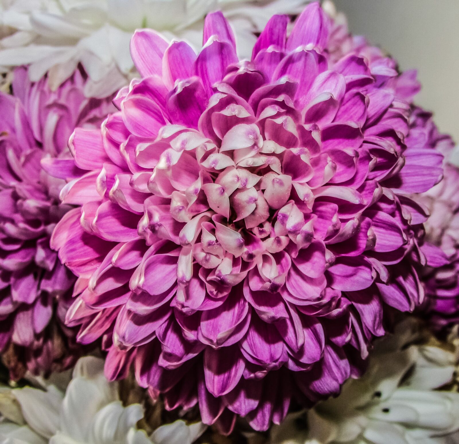 Canon PowerShot SX400 IS sample photo. Chrysanthemum, flower, blossom photography