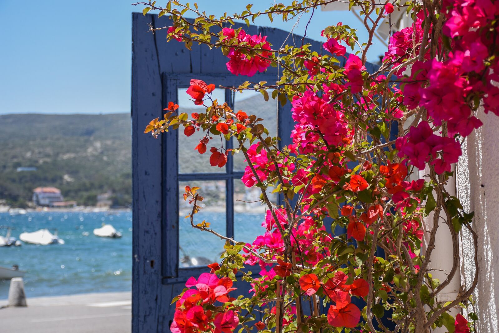 Nikon D7200 sample photo. Detail, flowers, sea photography