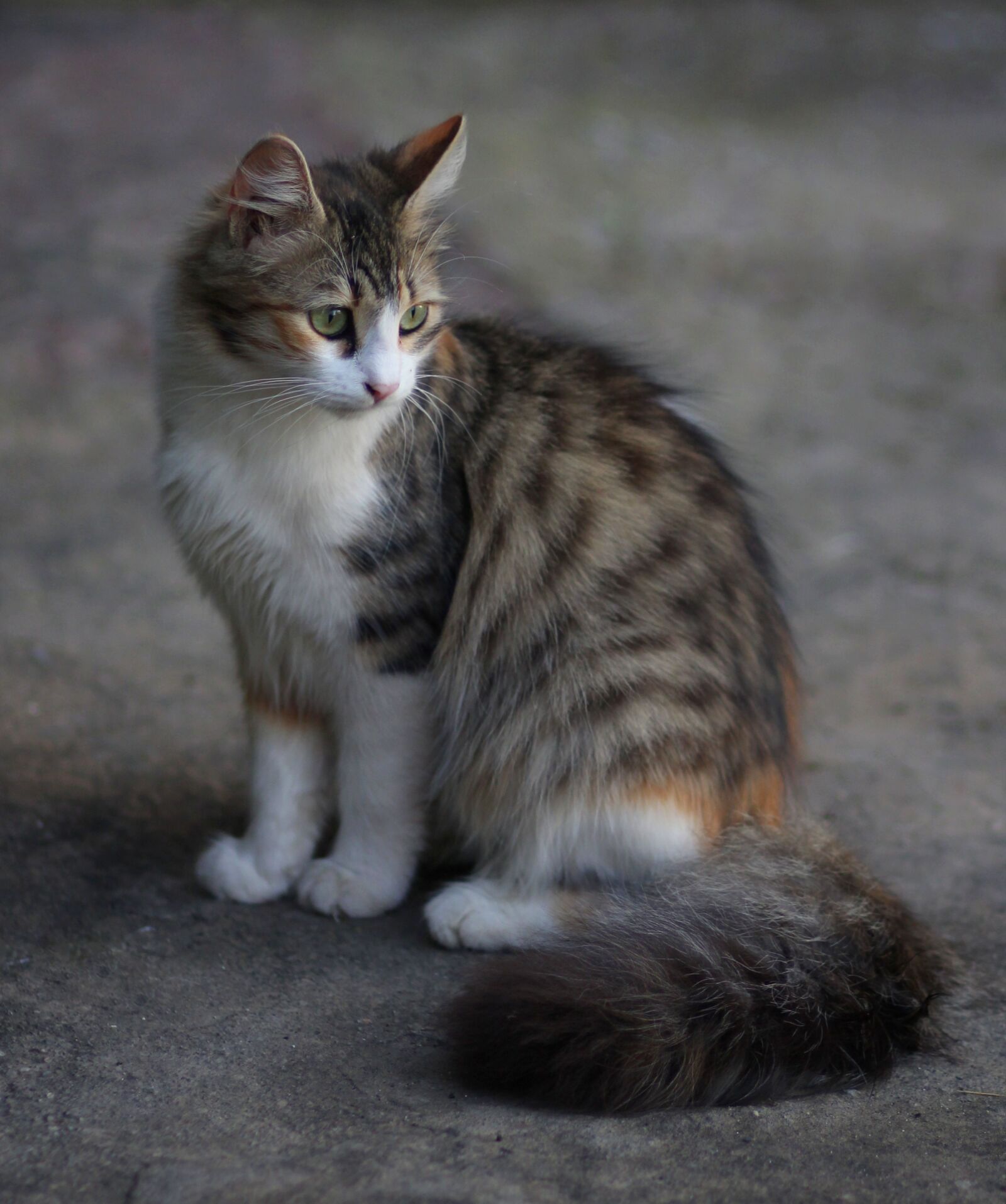 Canon EOS 700D (EOS Rebel T5i / EOS Kiss X7i) + Canon EF 85mm F1.8 USM sample photo. Cat, coloring, pet photography