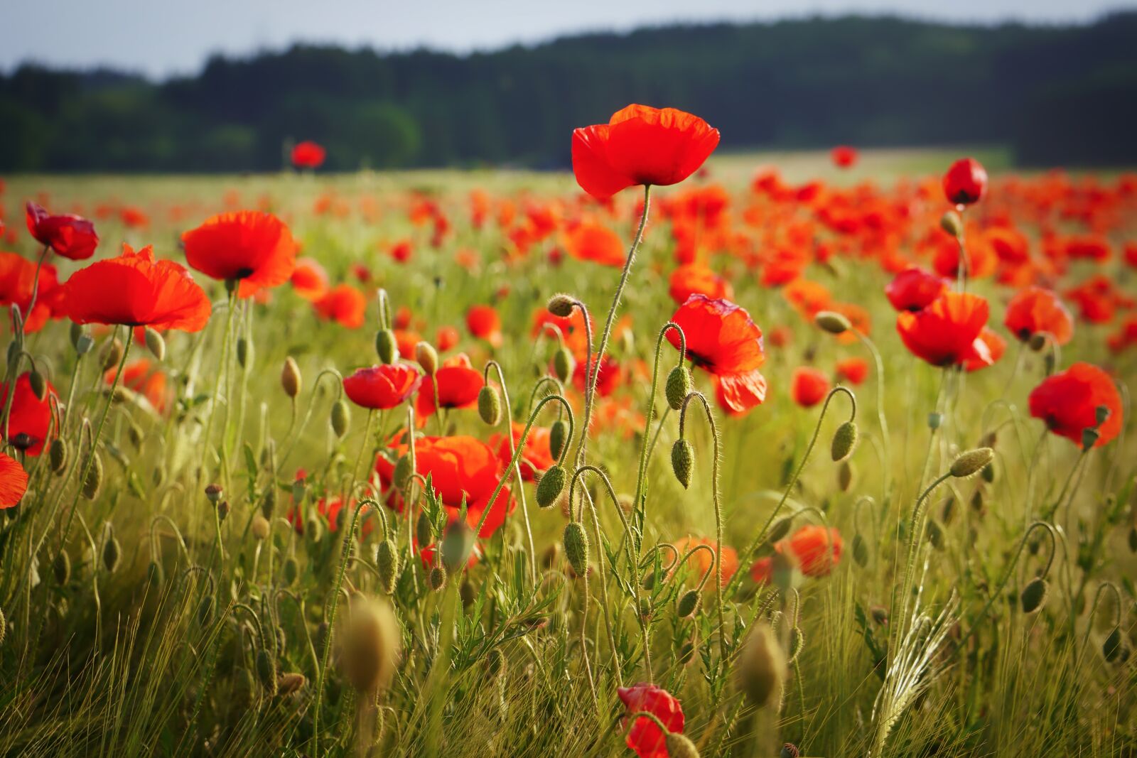 Panasonic Lumix DMC-G5 sample photo. Field, poppy, flower photography