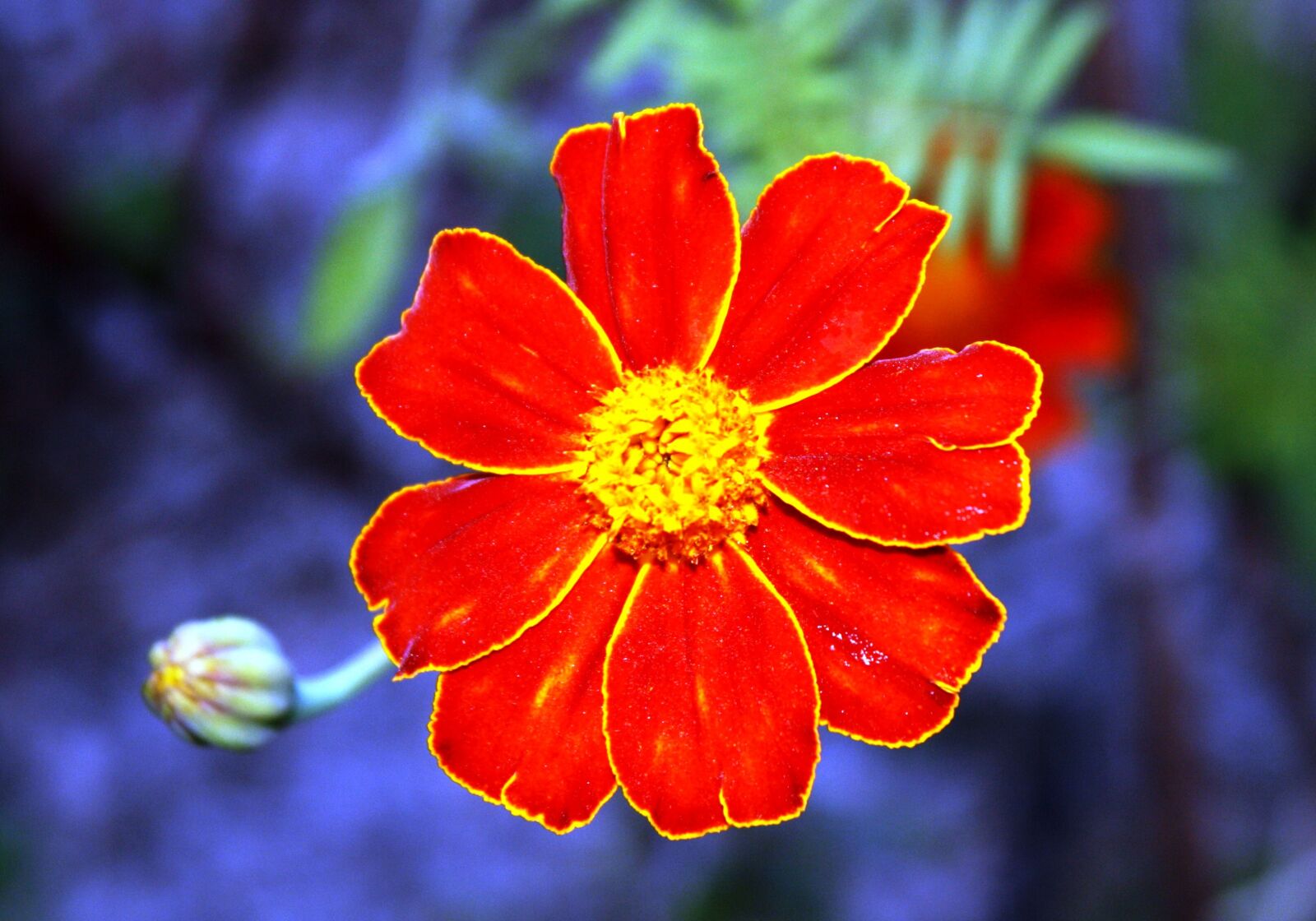 Canon EOS 1000D (EOS Digital Rebel XS / EOS Kiss F) sample photo. Orange blossom, petals, flowers photography