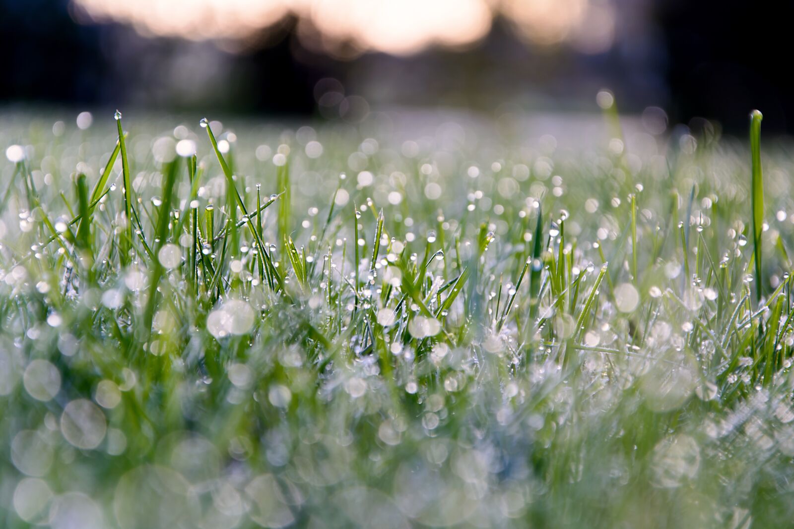 Nikon D5200 sample photo. Grass, grasses, green photography