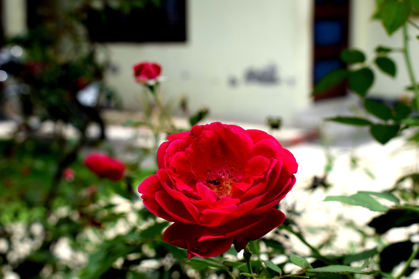 Nikon D3300 sample photo. Nature, red, rose photography
