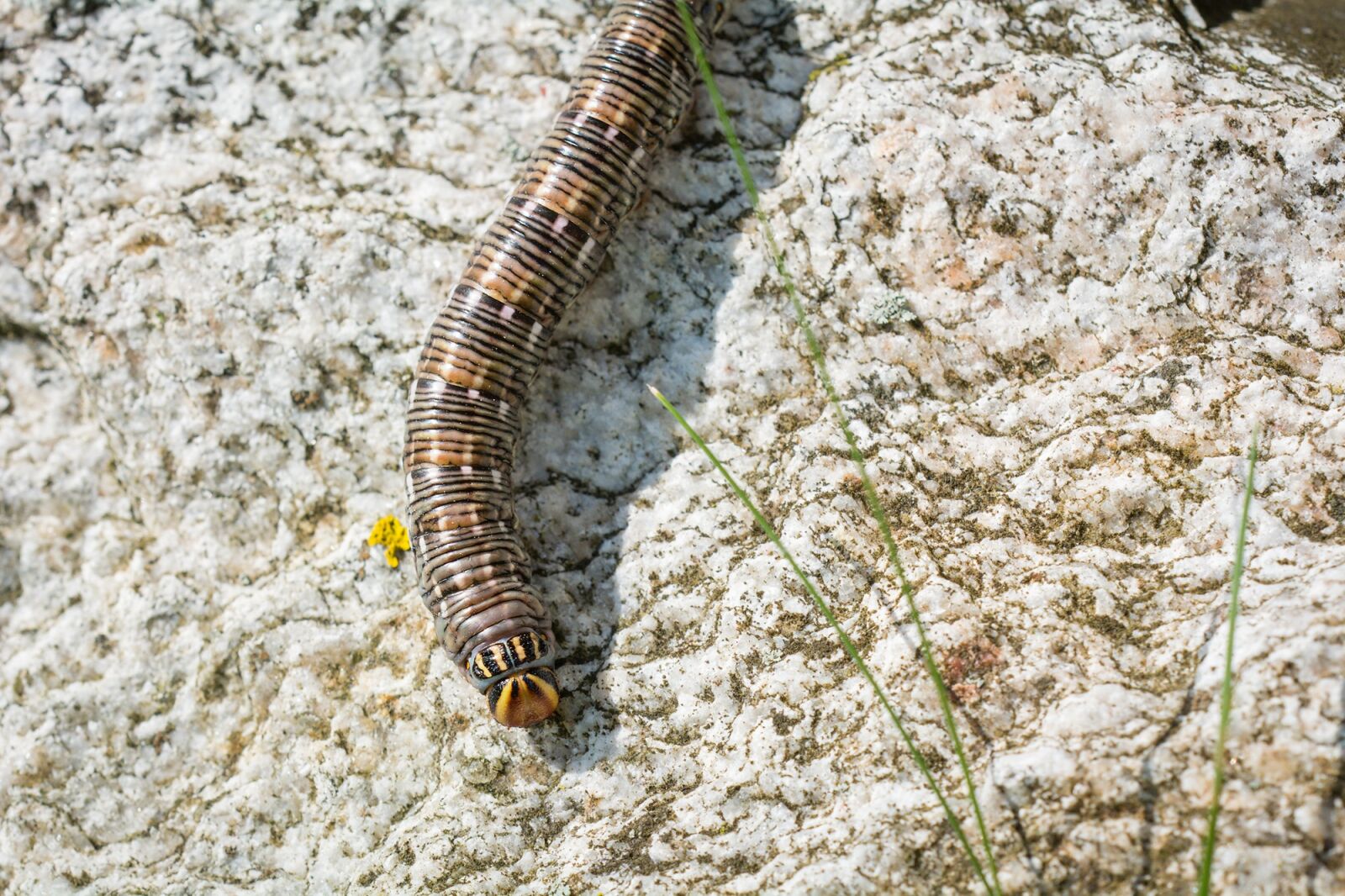 Nikon D7100 sample photo. Kiefernschwaermer, caterpillar, sphinx pinastri photography