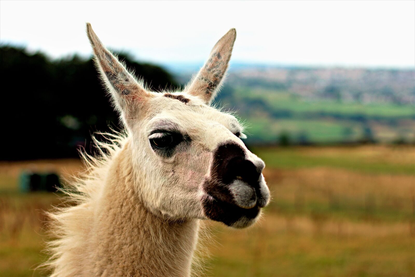 Nikon D3400 sample photo. Alpaca vicug a pacos photography