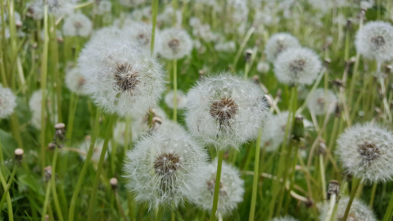 Samsung Galaxy S6 sample photo. Dandelion, wishes, desire photography
