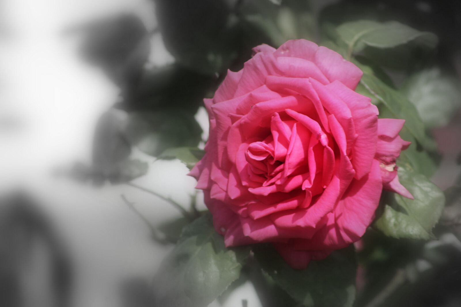 Canon EF75-300mm f/4-5.6 sample photo. Flower, rose, petal photography