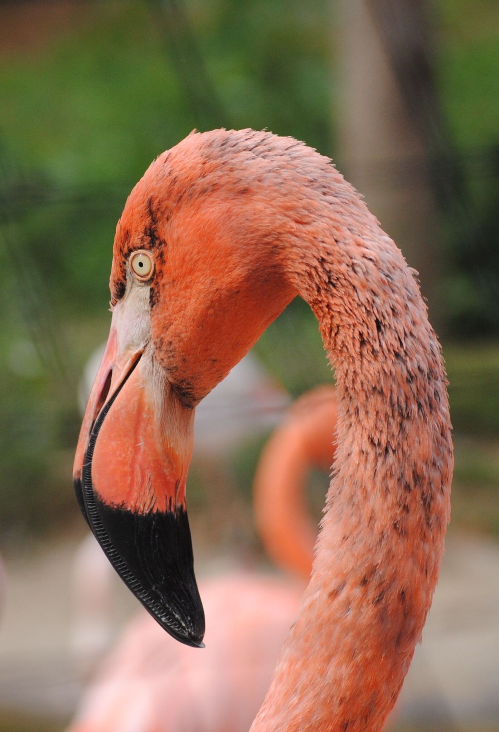 Nikon D3000 sample photo. Flamingo, bird, zoo photography