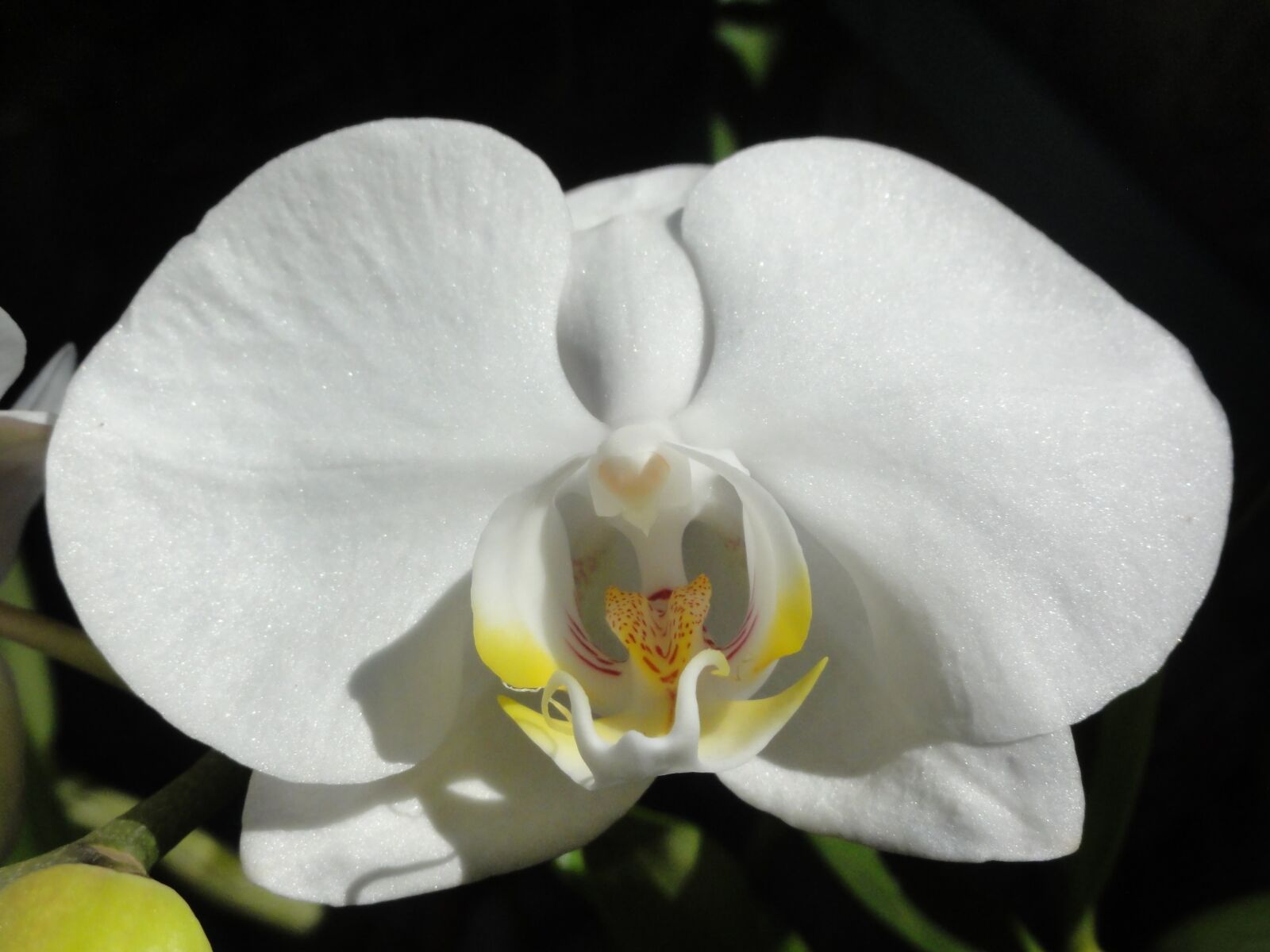 Sony DSC-HX5V sample photo. Flower, orchid, phalaenopsis photography