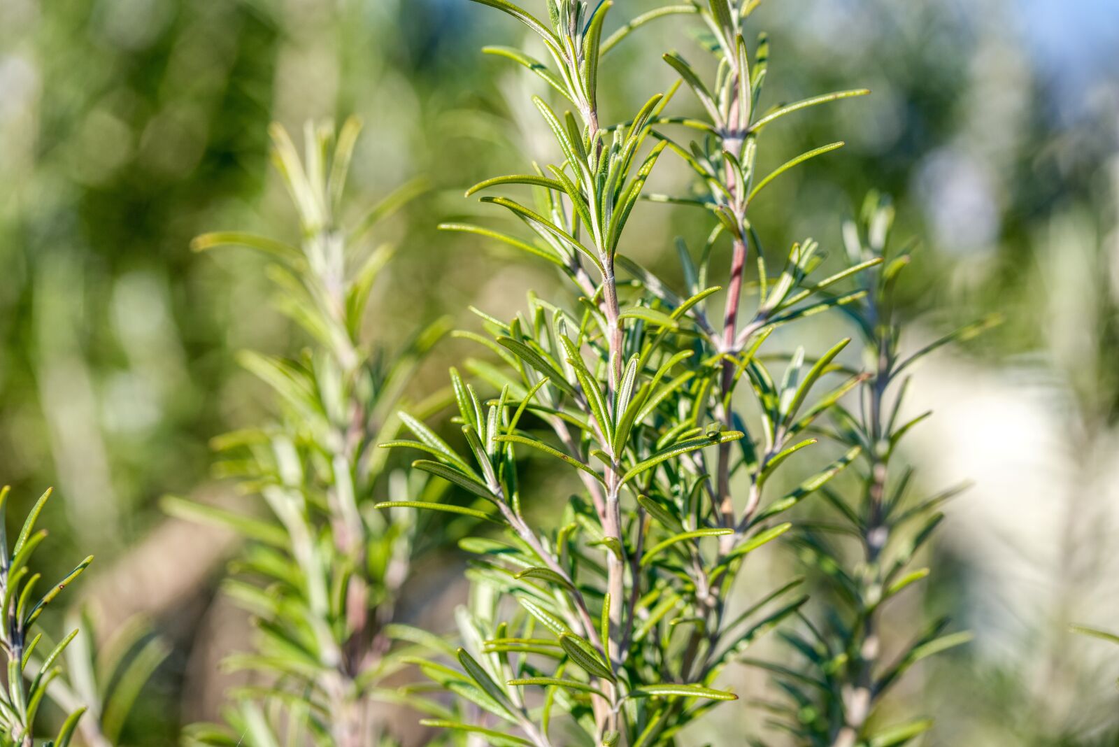 Nikon D750 sample photo. Rosemary, spice, herbs photography