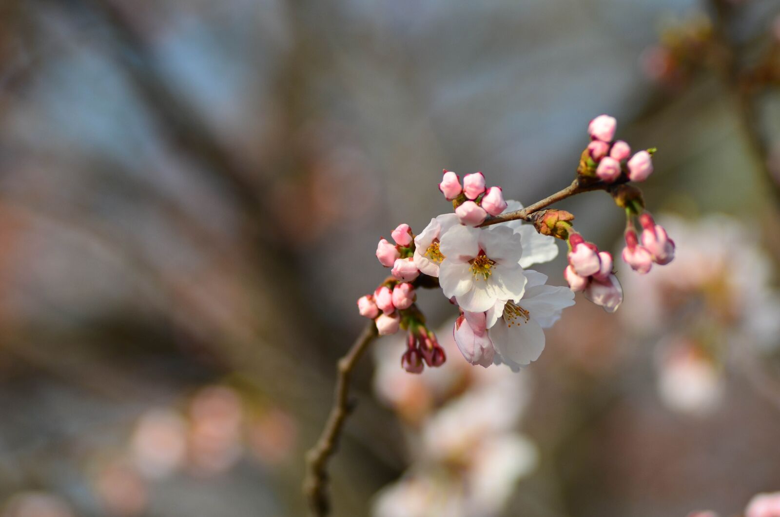 Nikon D7000 sample photo. Flowers, spring, plants photography