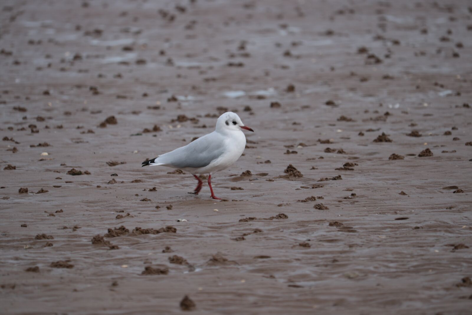 Canon EOS 750D (EOS Rebel T6i / EOS Kiss X8i) sample photo. Seagull, sea, sand photography