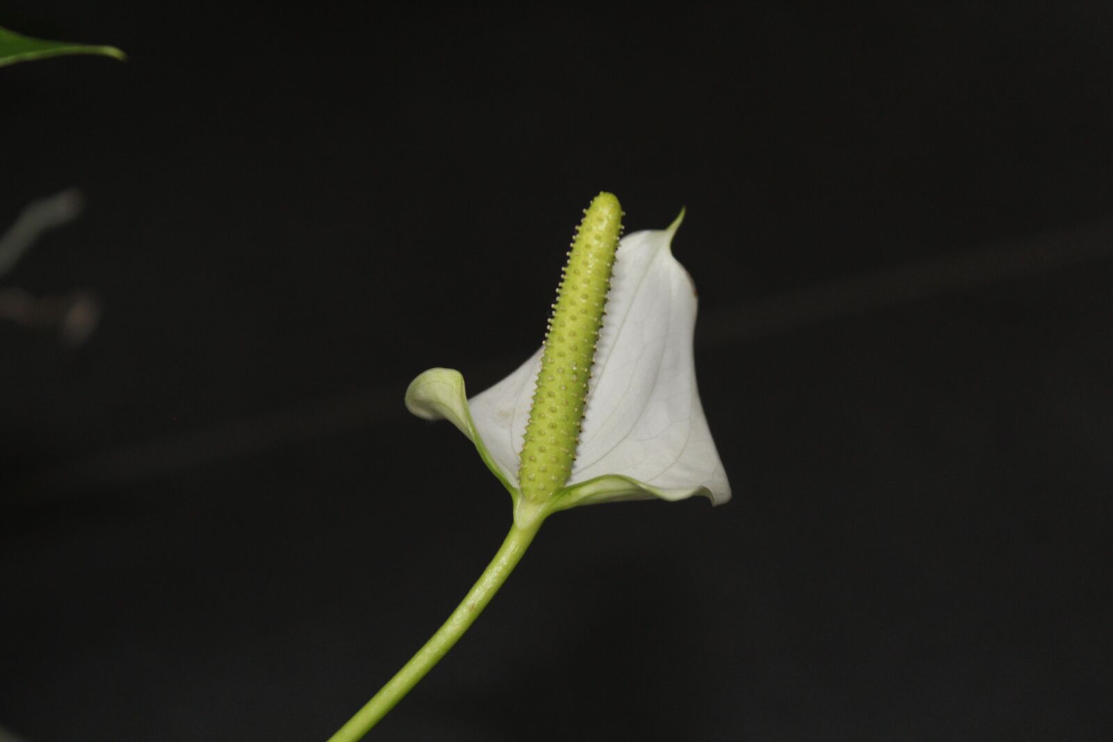 Canon EOS 1200D (EOS Rebel T5 / EOS Kiss X70 / EOS Hi) sample photo. Anthurium, flower, arum photography