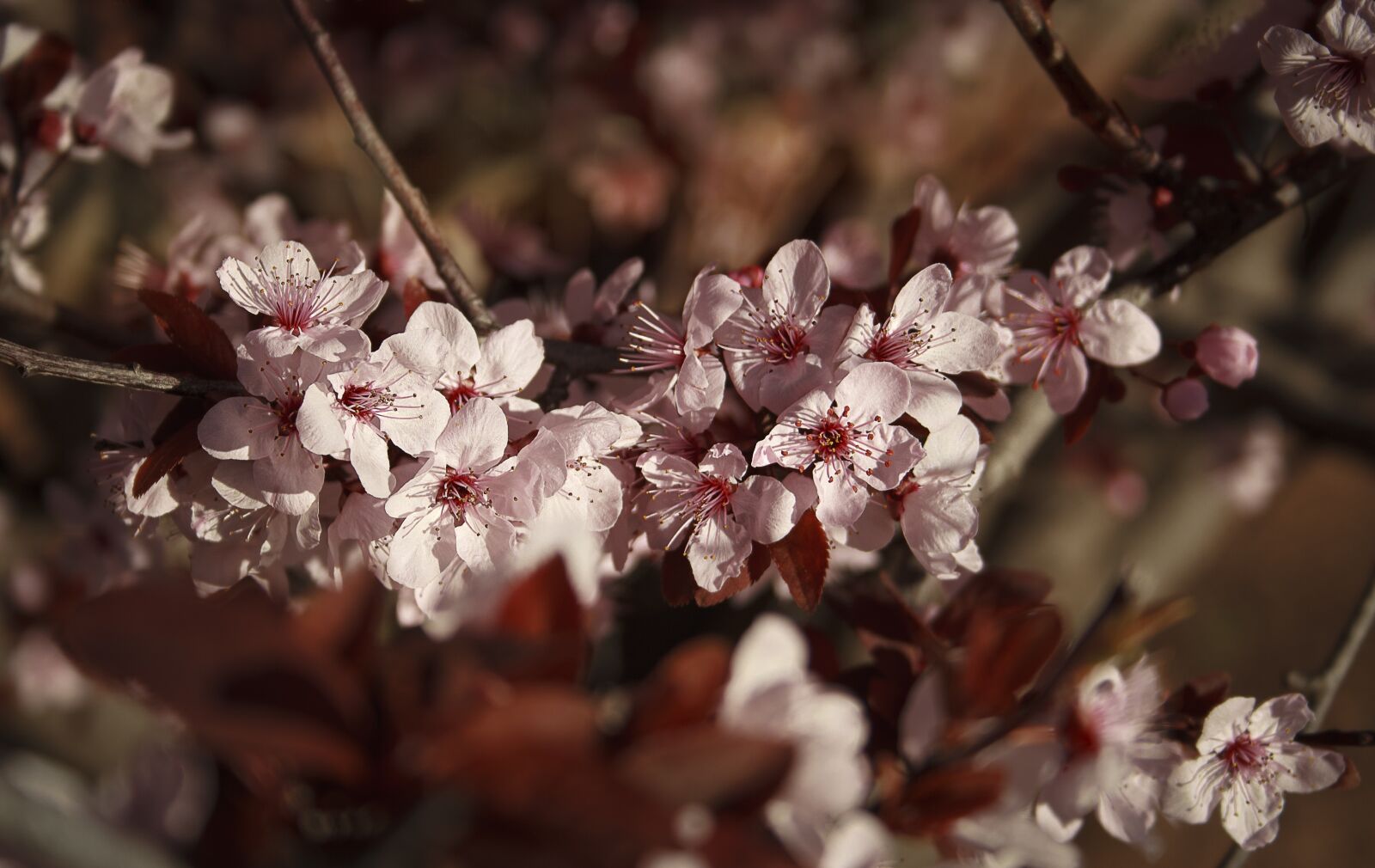 Canon EF-S 18-55mm F3.5-5.6 II sample photo. Flowers, bloom, plum photography