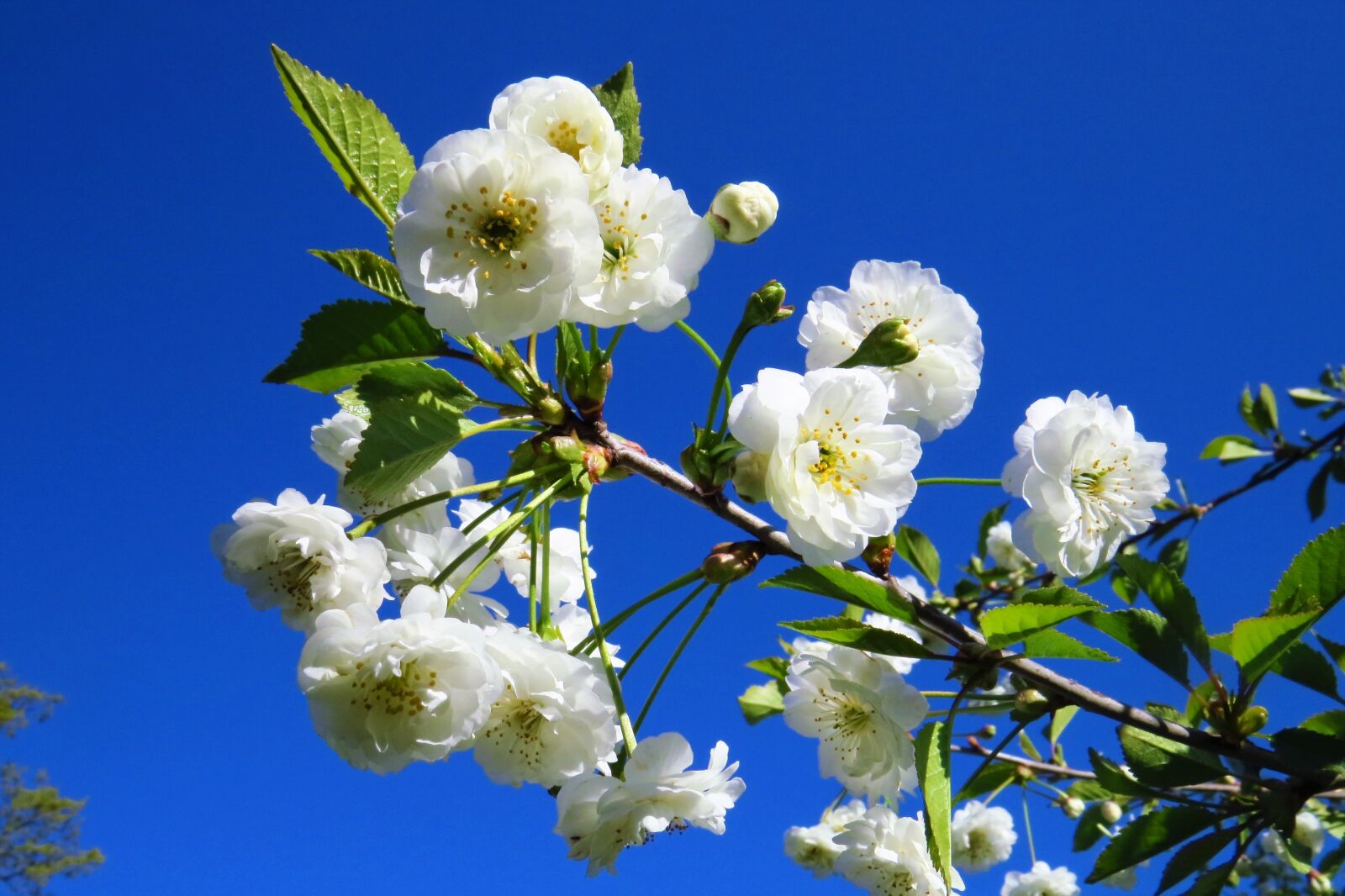 Canon PowerShot SX50 HS sample photo. Apple tree, flower, plant photography