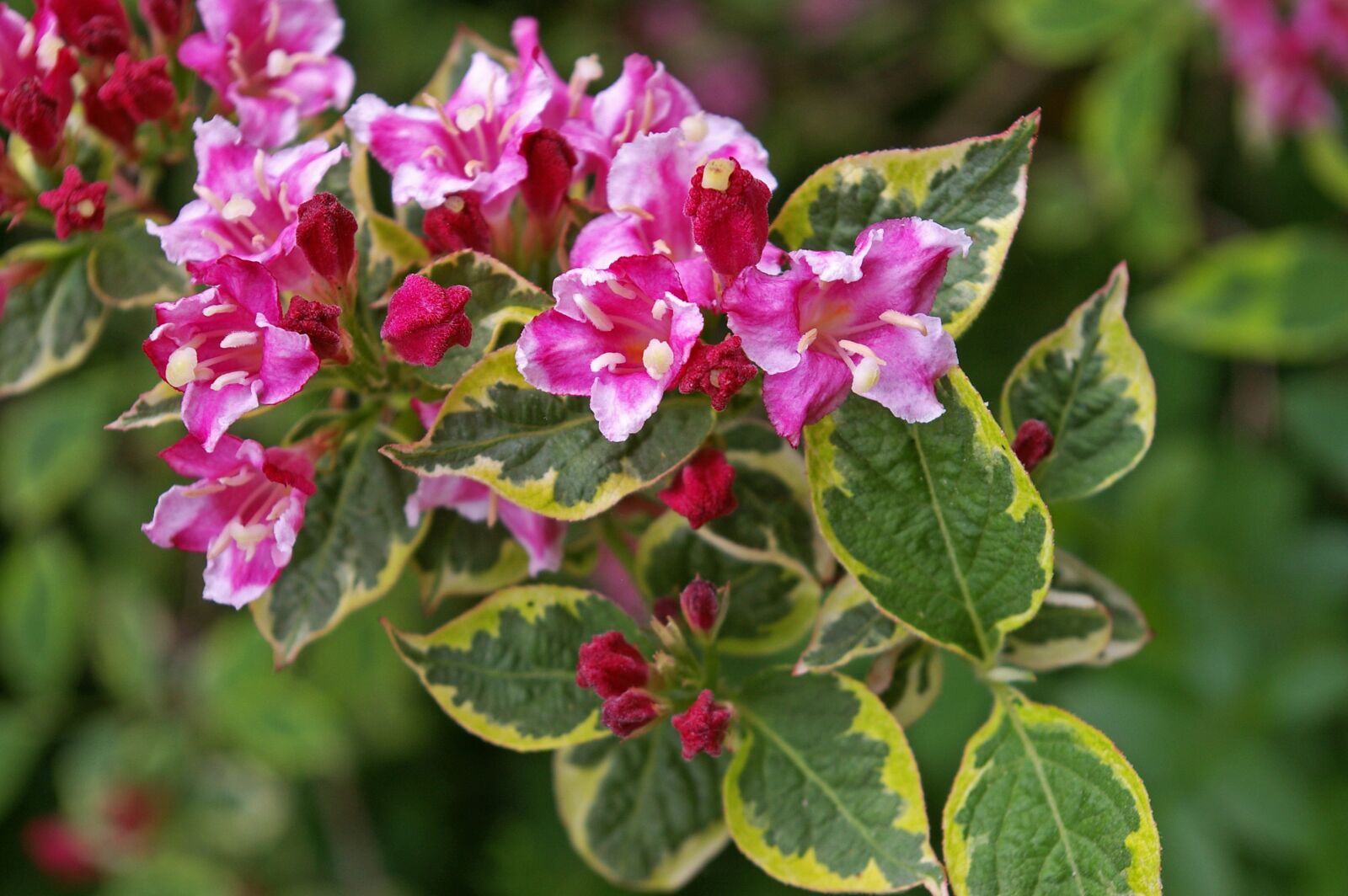 Pentax *ist DL2 sample photo. Weigela, bush, flowering shrub photography