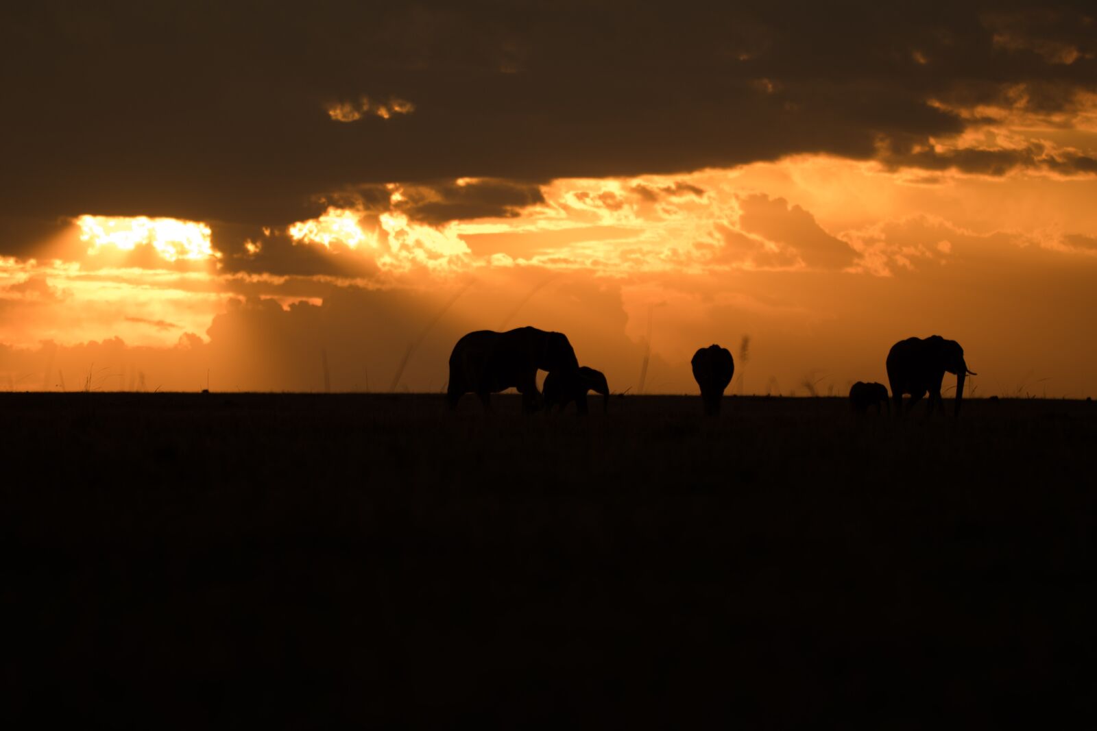 Nikon D500 sample photo. Landscape, animals, mammals photography