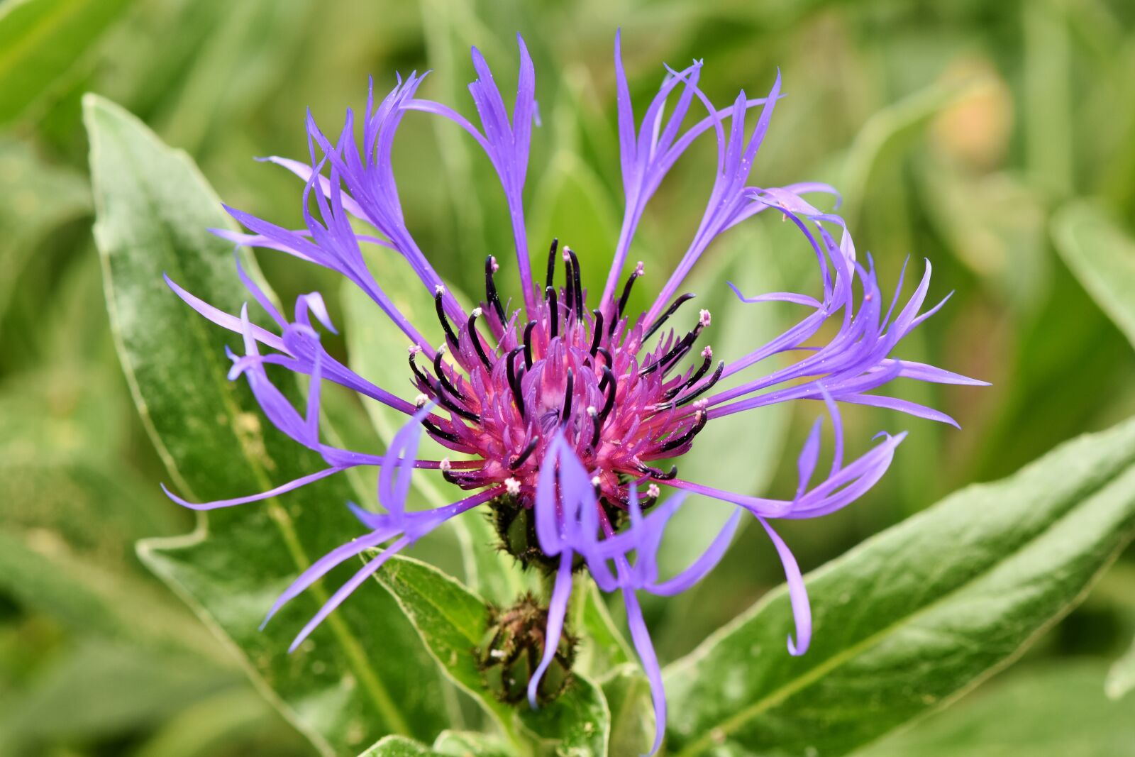 Nikon D7200 sample photo. Alpine cornflower, centaurea montana photography