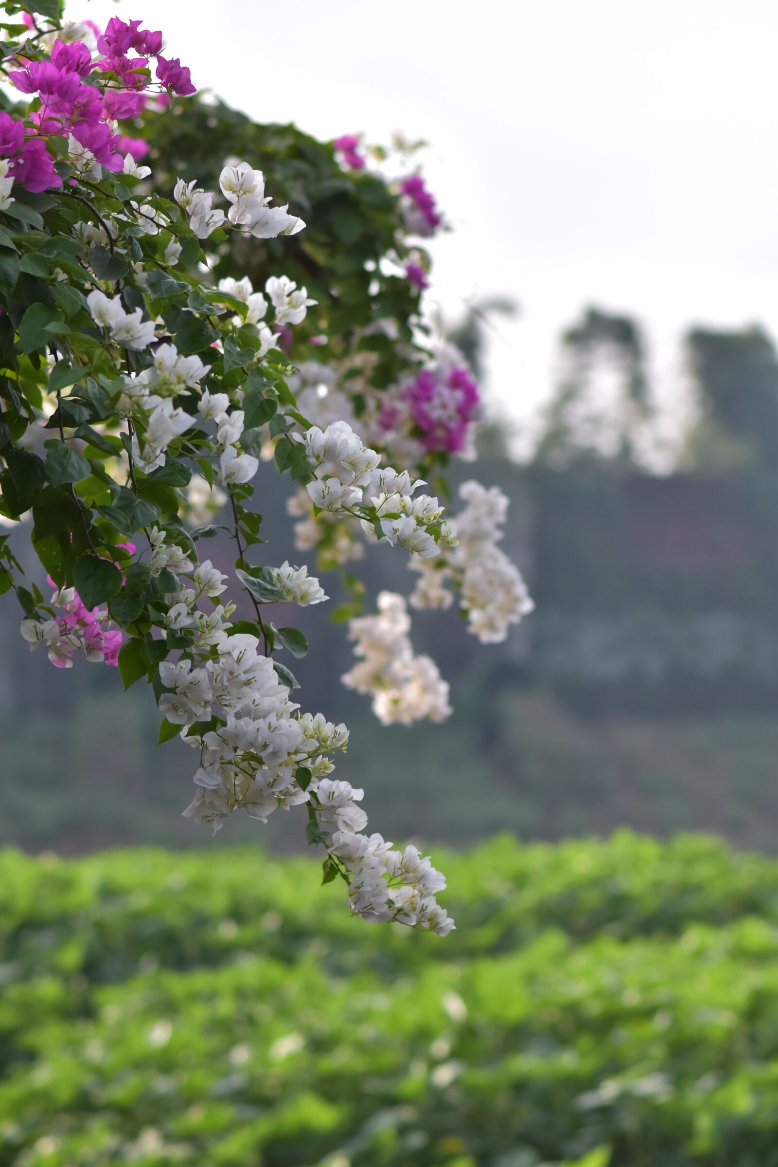 Nikon D7200 sample photo. Flowers, inflorescence, tree photography
