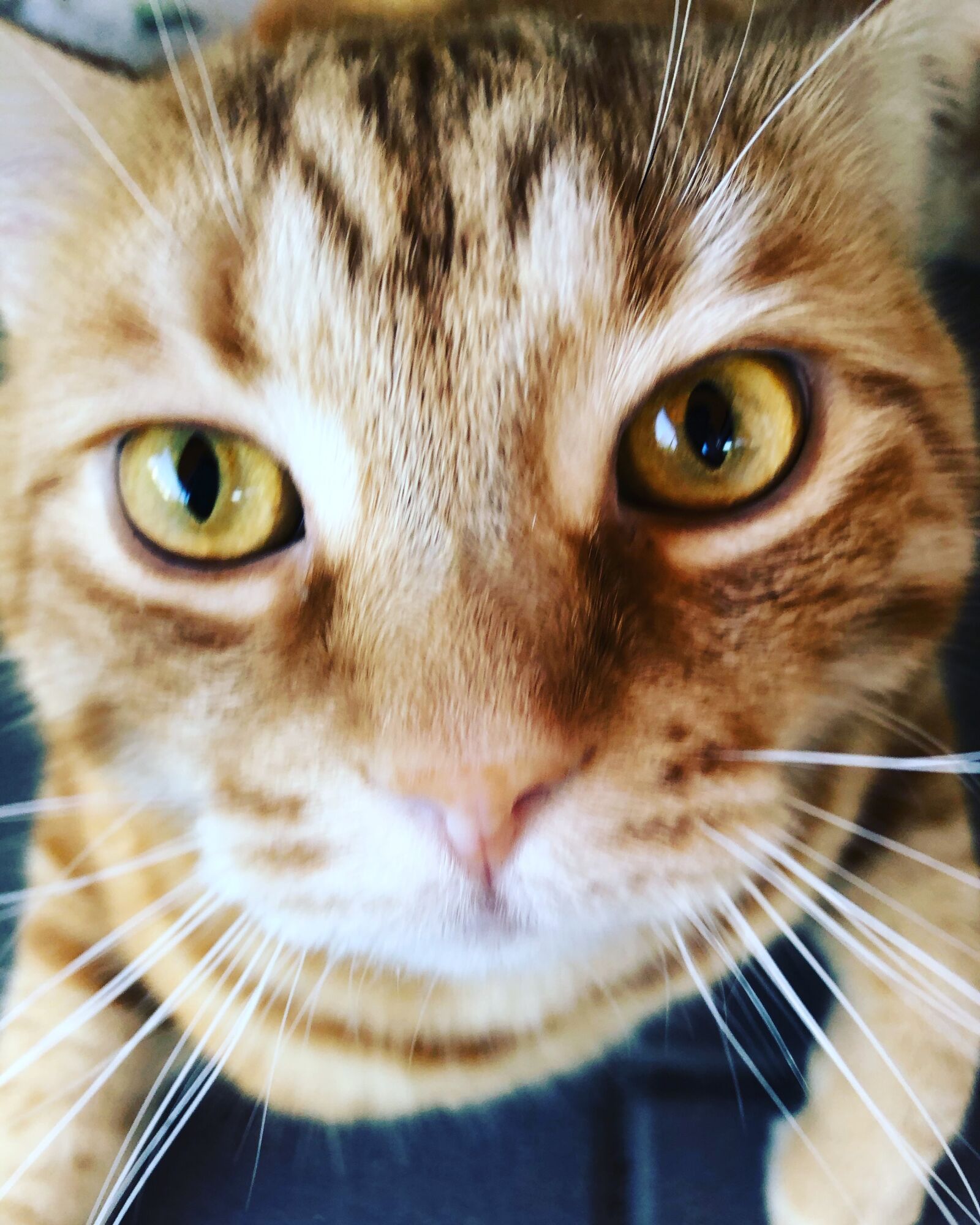 iPhone 8 back camera 3.99mm f/1.8 sample photo. Cat, kitten, gustaf photography
