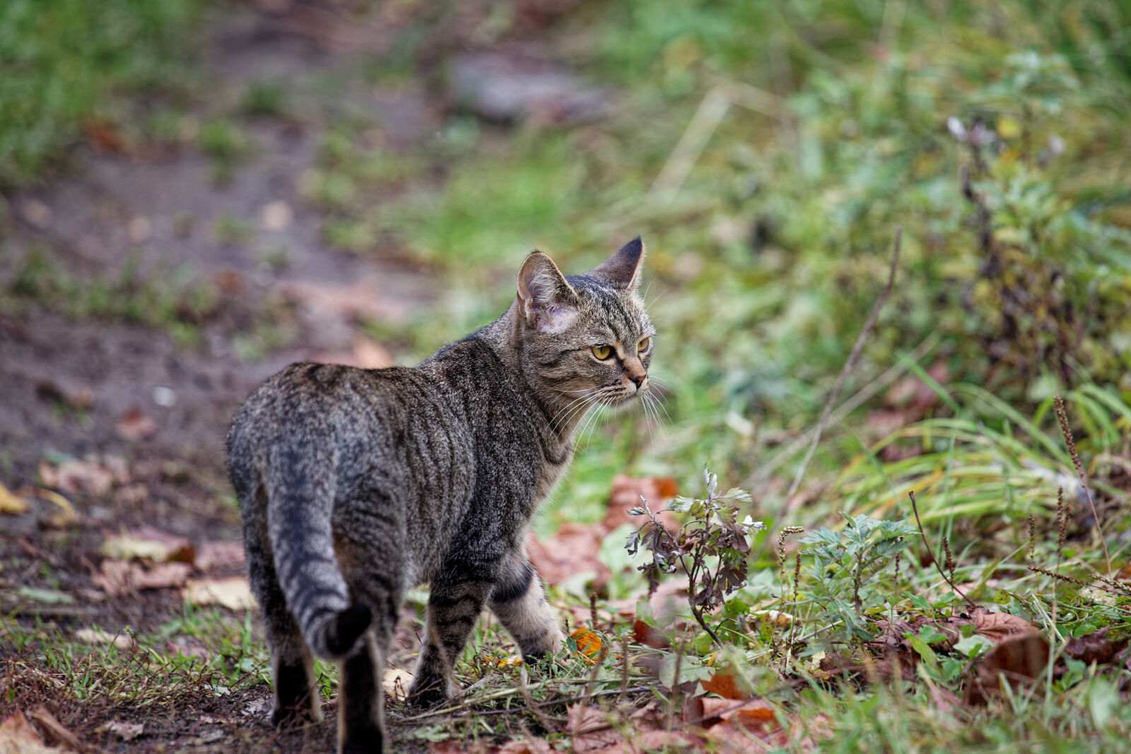 Canon EOS 5D Mark II sample photo