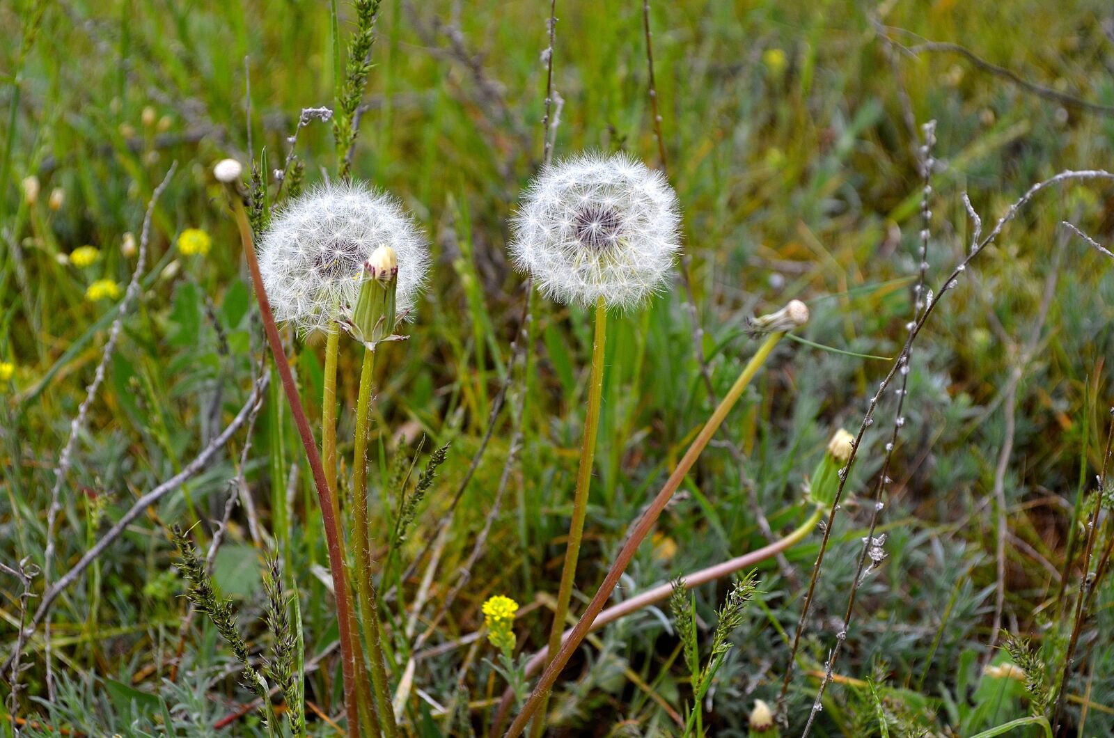 Nikon D5100 sample photo. Dandelions, grass, spring photography