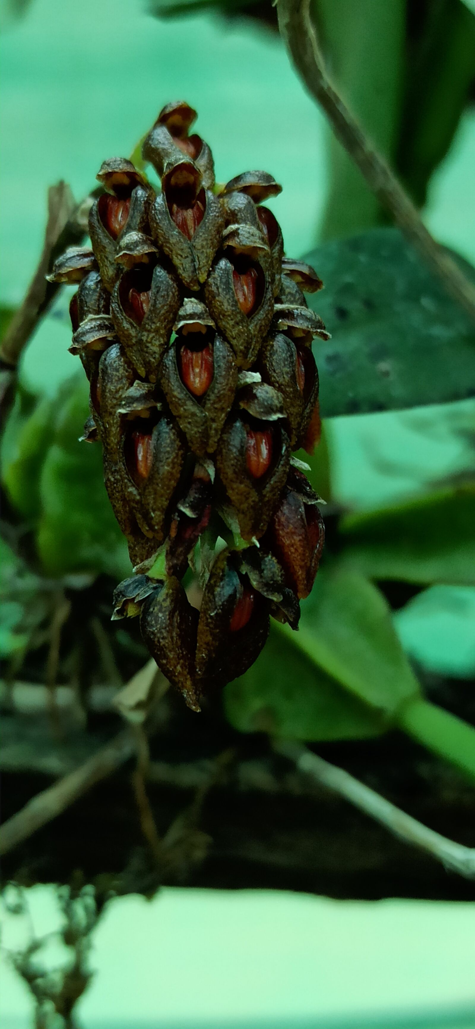 Xiaomi Redmi Note 8 Pro sample photo. Tissue culture laboratory gkvk photography