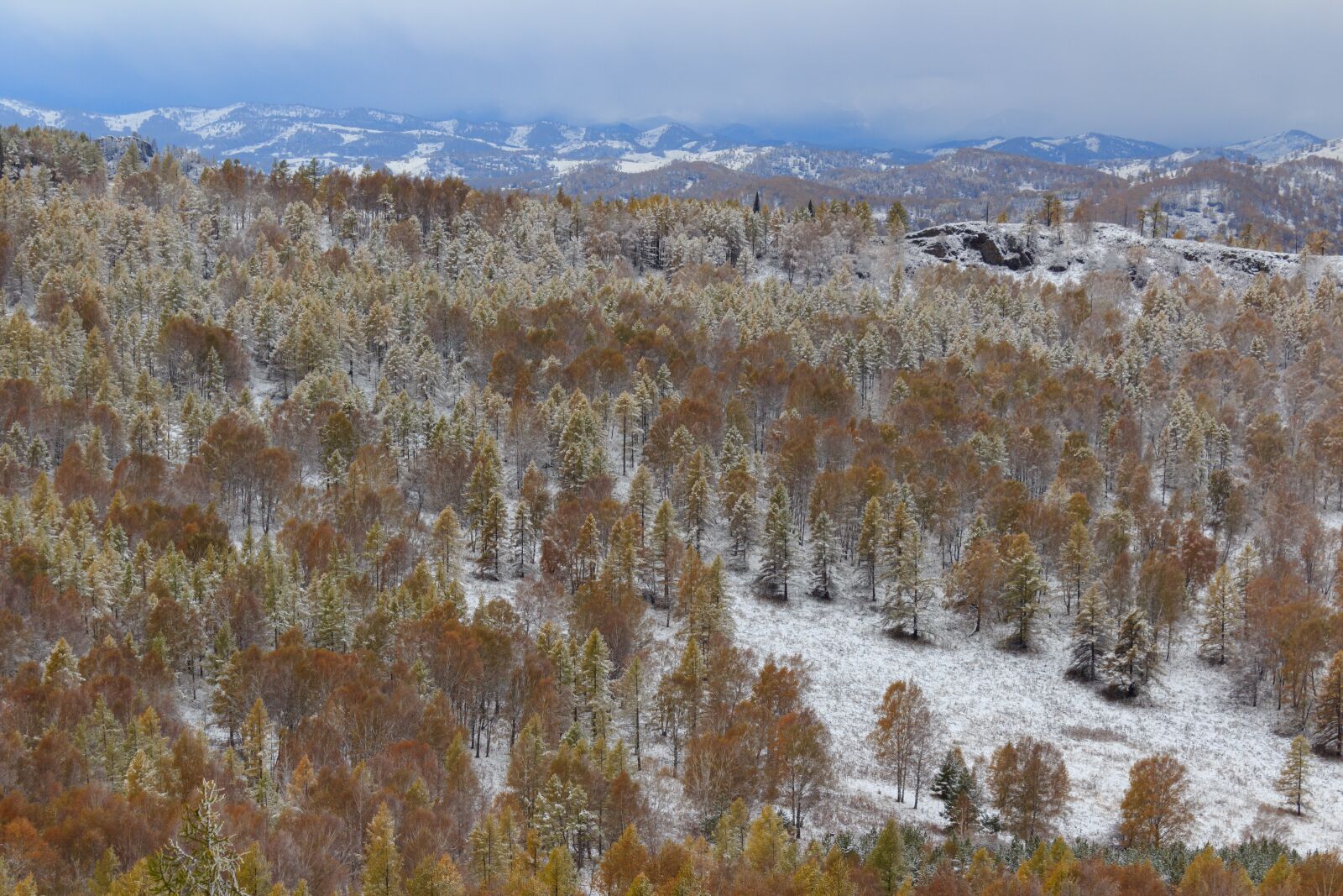 Canon EOS 600D (Rebel EOS T3i / EOS Kiss X5) sample photo. Pine, efi, birch photography