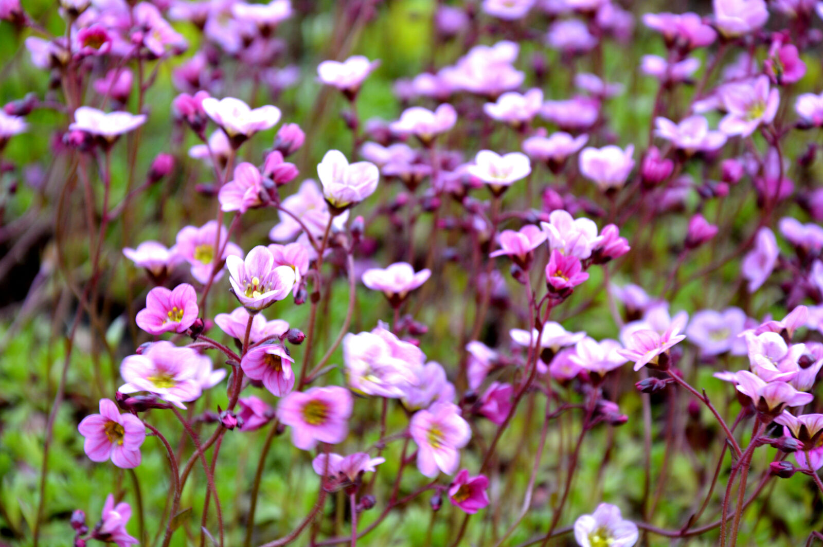 Nikon D3200 sample photo. Garden, makro, nature, pink photography