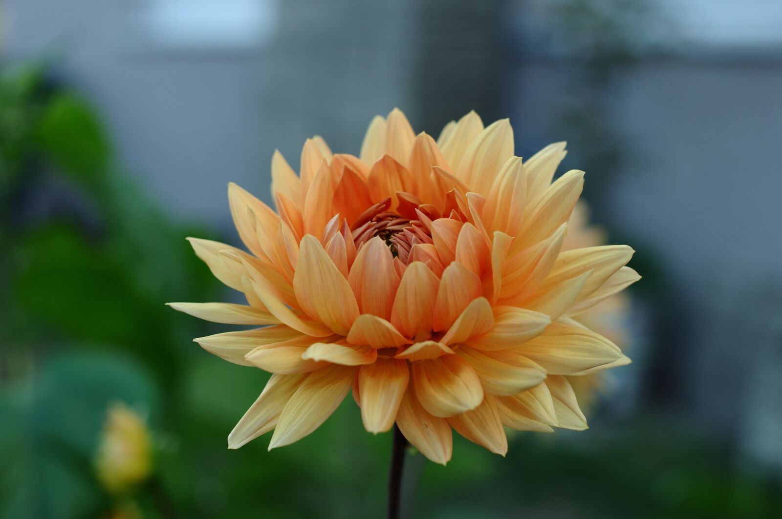 Nikon D90 sample photo. Dahlia, flower, blossoming photography